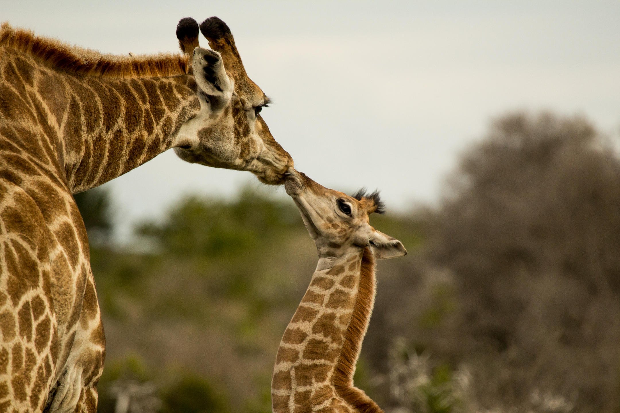 Activities Big 5 game drives_4.jpg