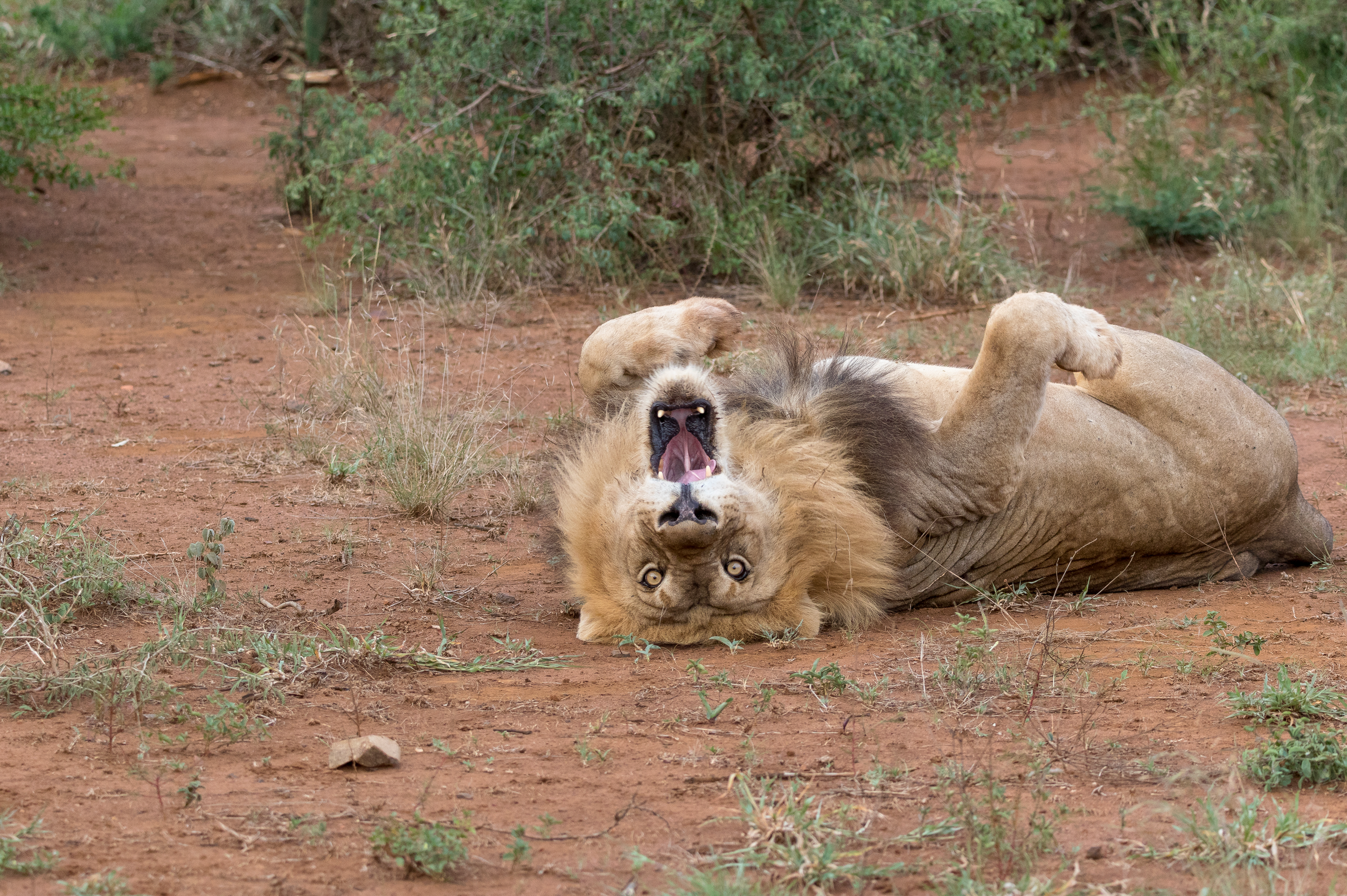 Lion1.PNG