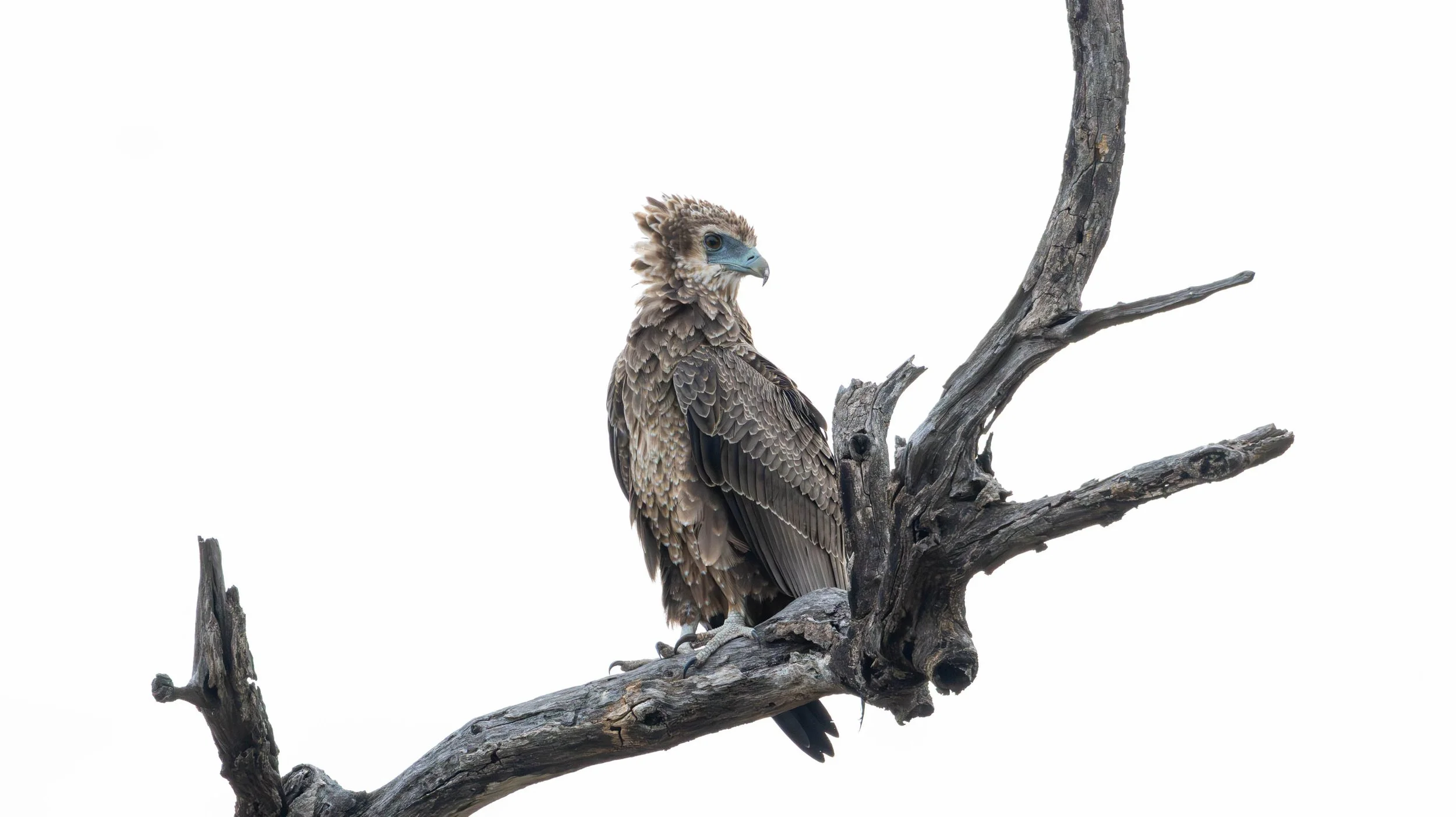 Juvenile Bateleur Eagle, Kruger National Park