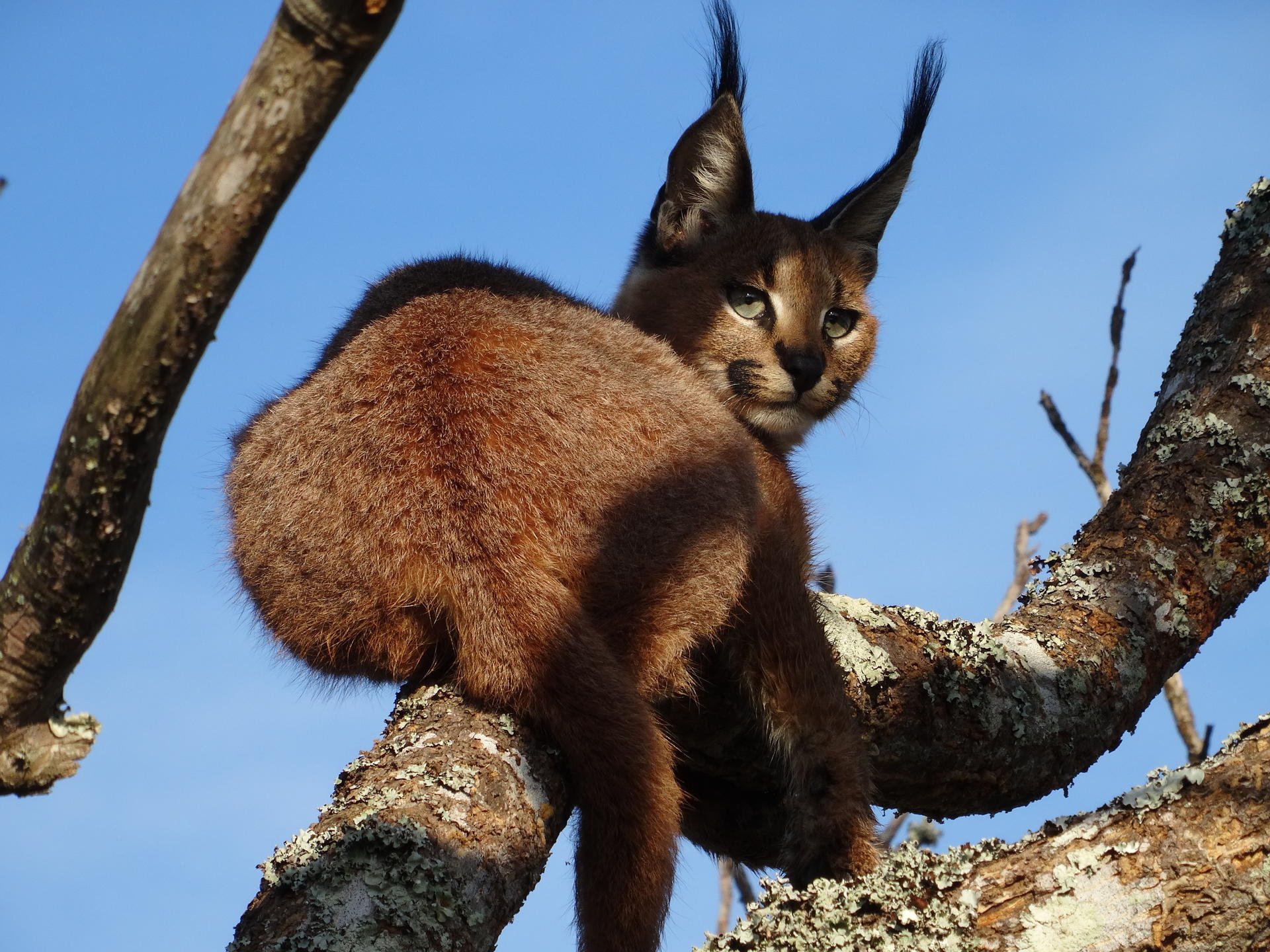 Activities Big 5 game drives_2.jpg