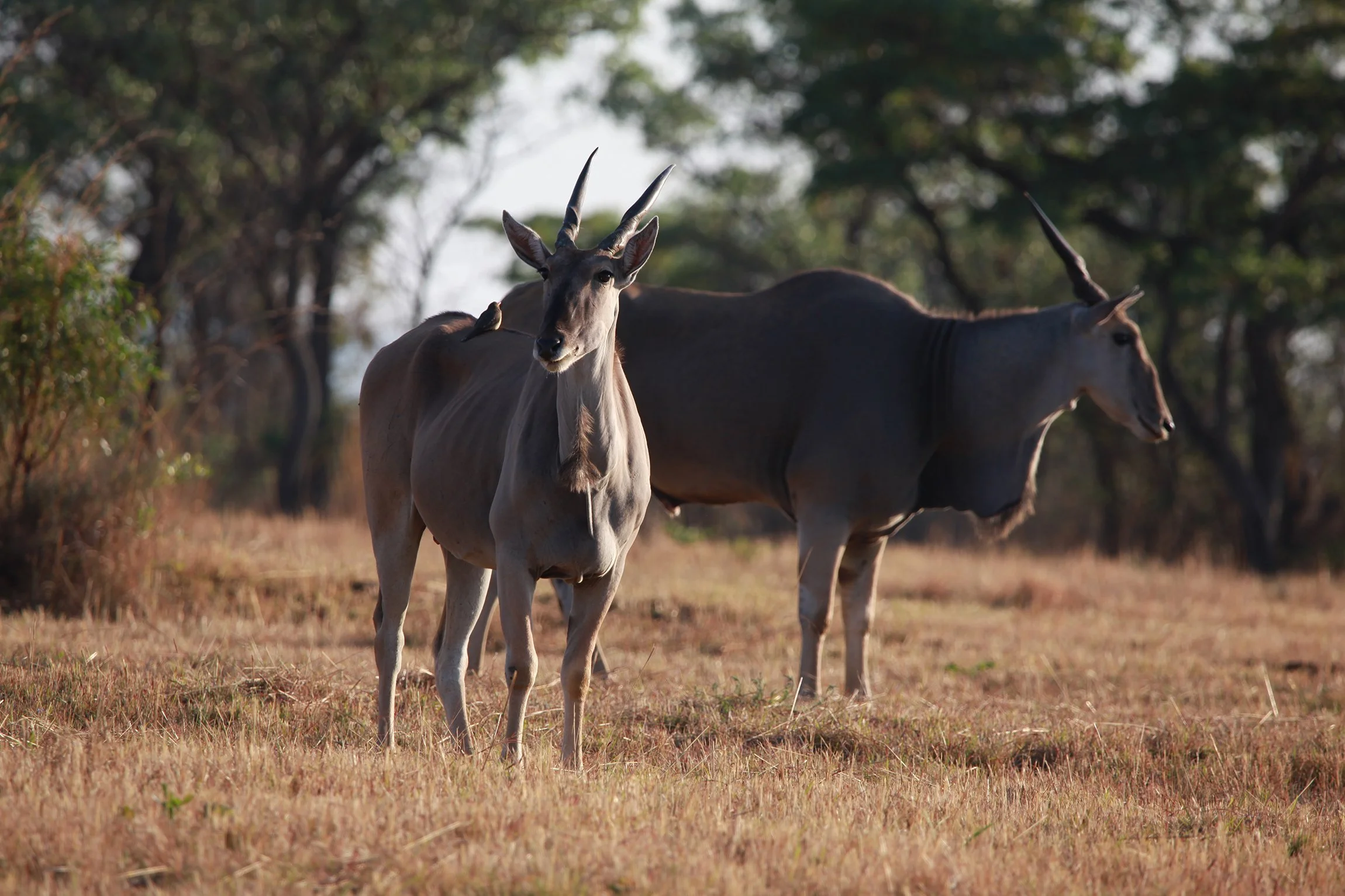 Safari-Plains-Guides-News-October-2025-16.jpg