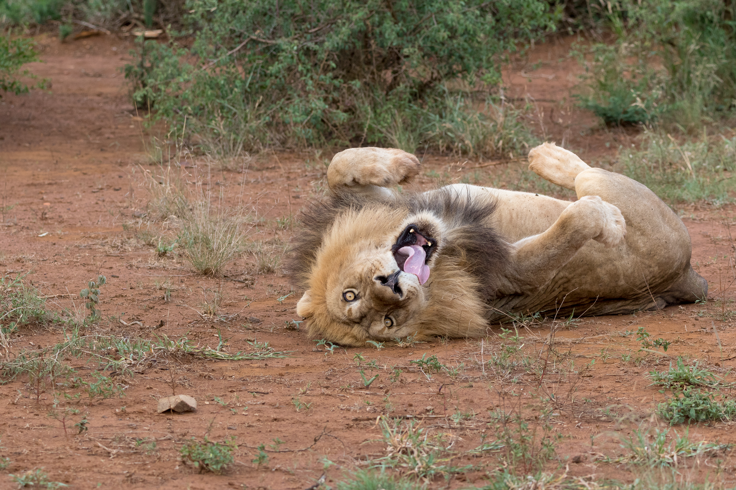 Lion.PNG