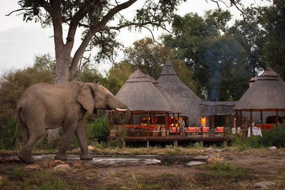 Elephant walking past a luxury safari lodge in a South African private game reserve.