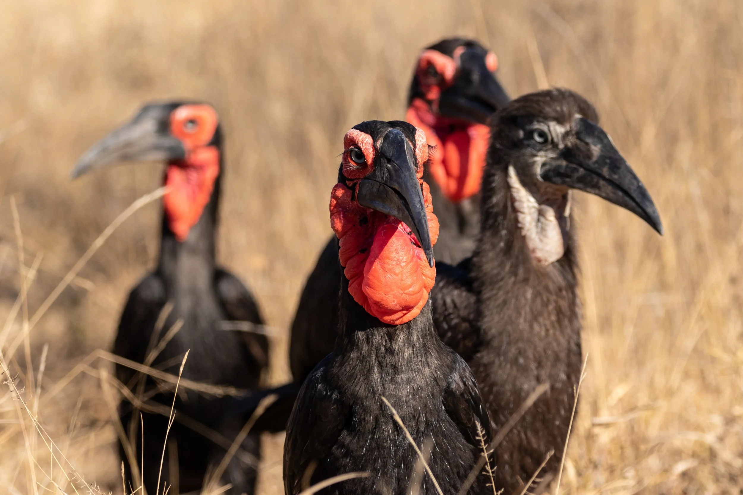Southern Ground Hornbill, Kruger National Park