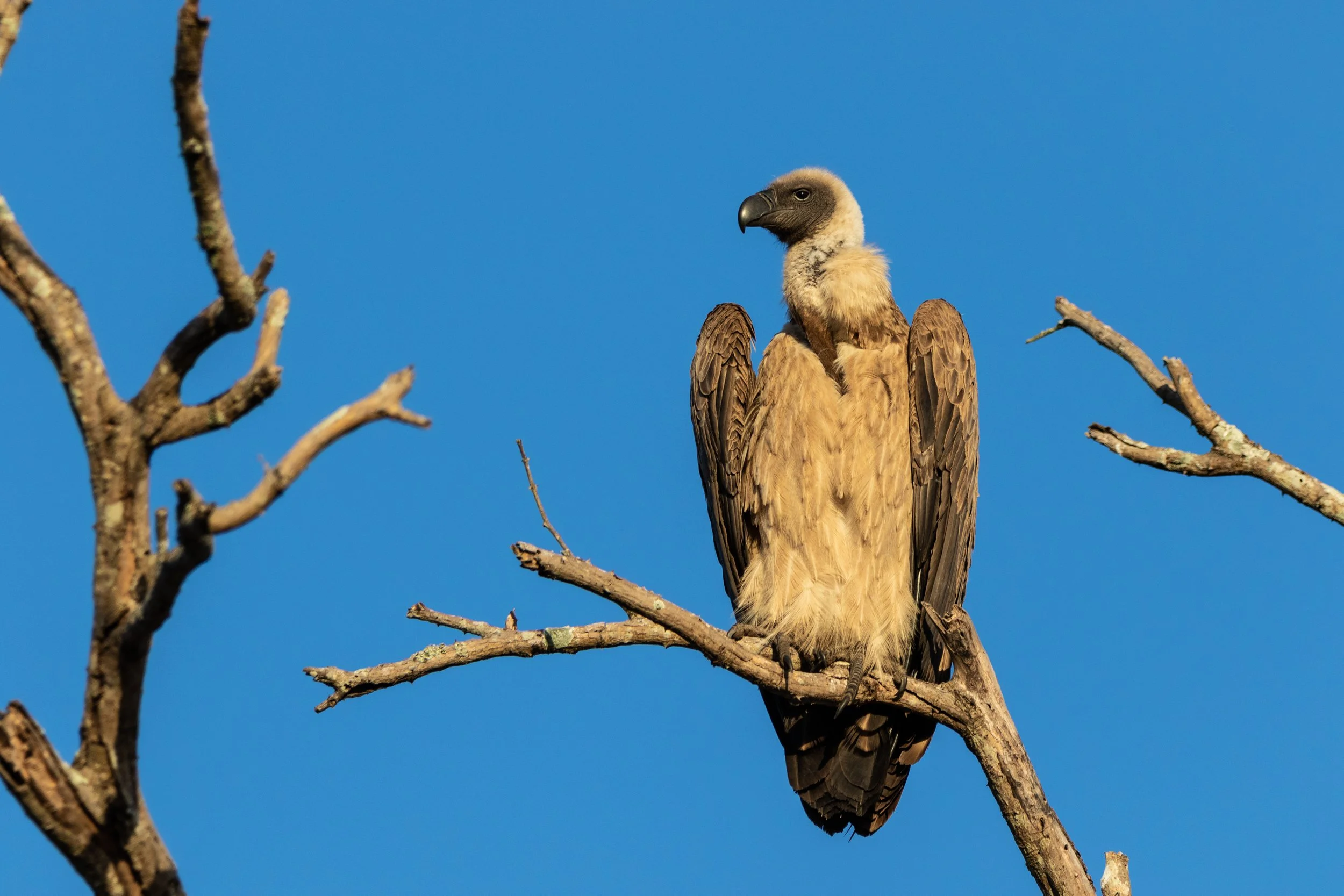 White-backed Vulture, Kruger National Park