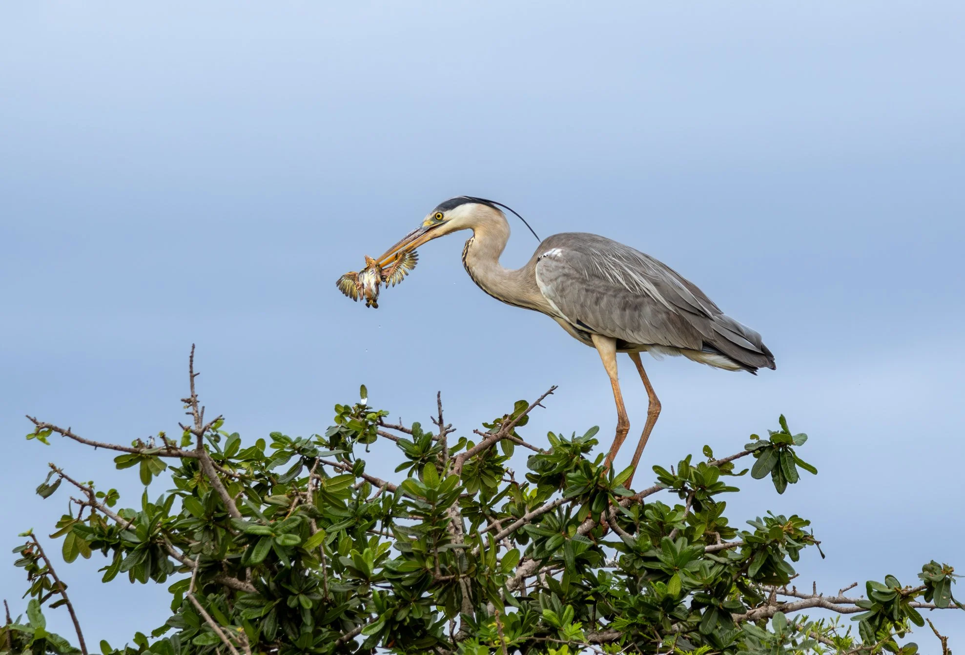 Grey Heron, Phinda Private Game Reserve