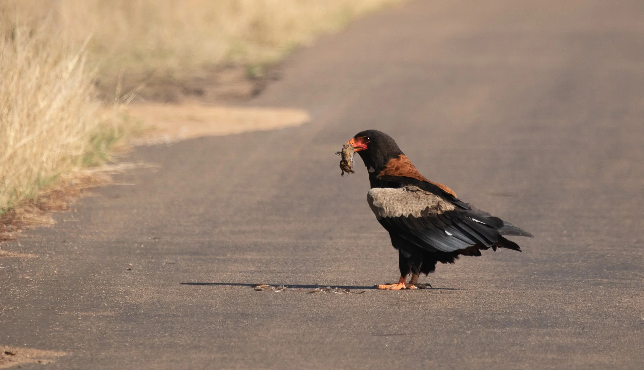 Bateleur Eagle, Kruger National Park