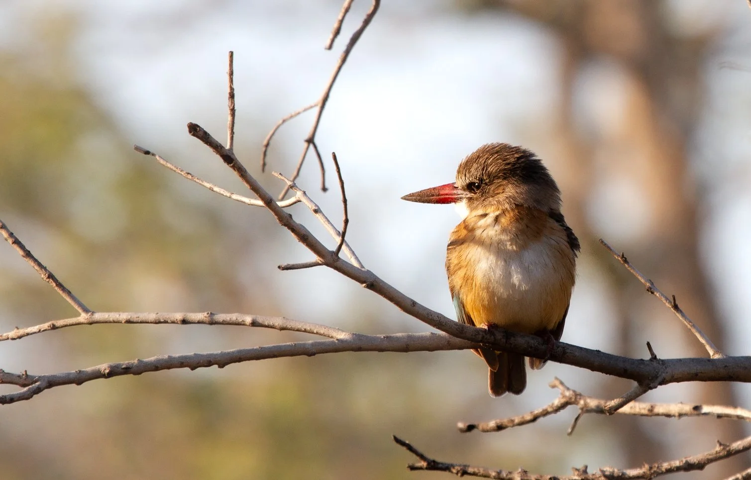 Brown-Hooded Kingfisher
