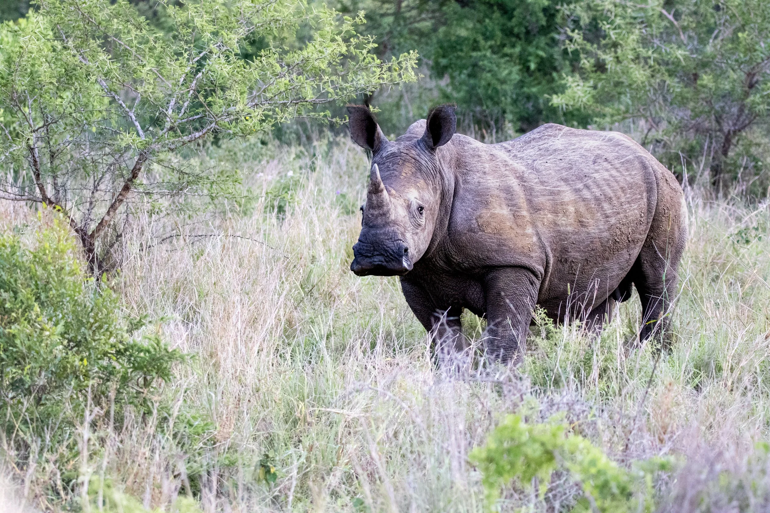 White Rhino