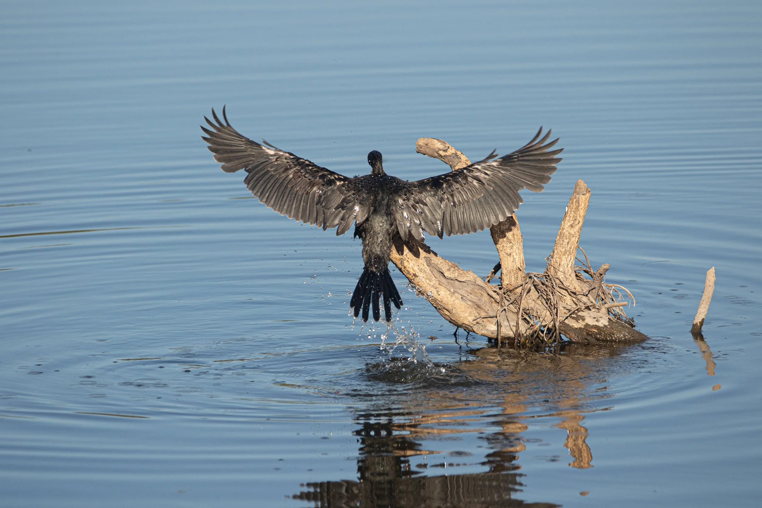 White-Breasted Cormorant, Kruger National Park