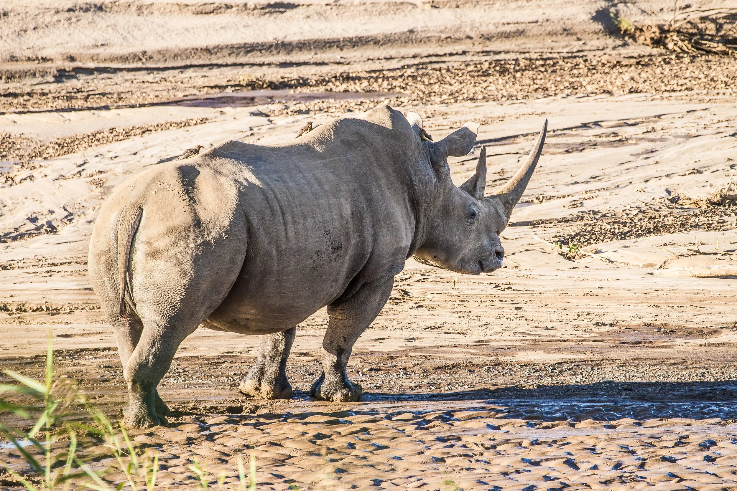 White Rhino