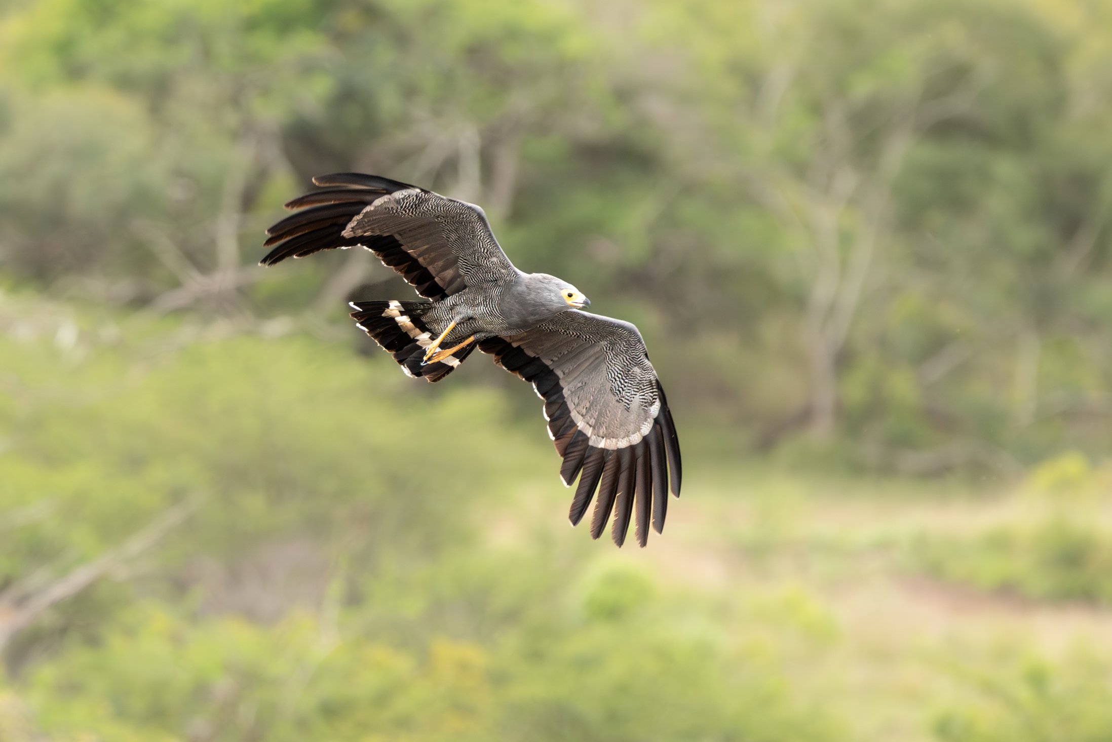 African harrier-hawk (gymnogene), Phinda Private Game Reserve