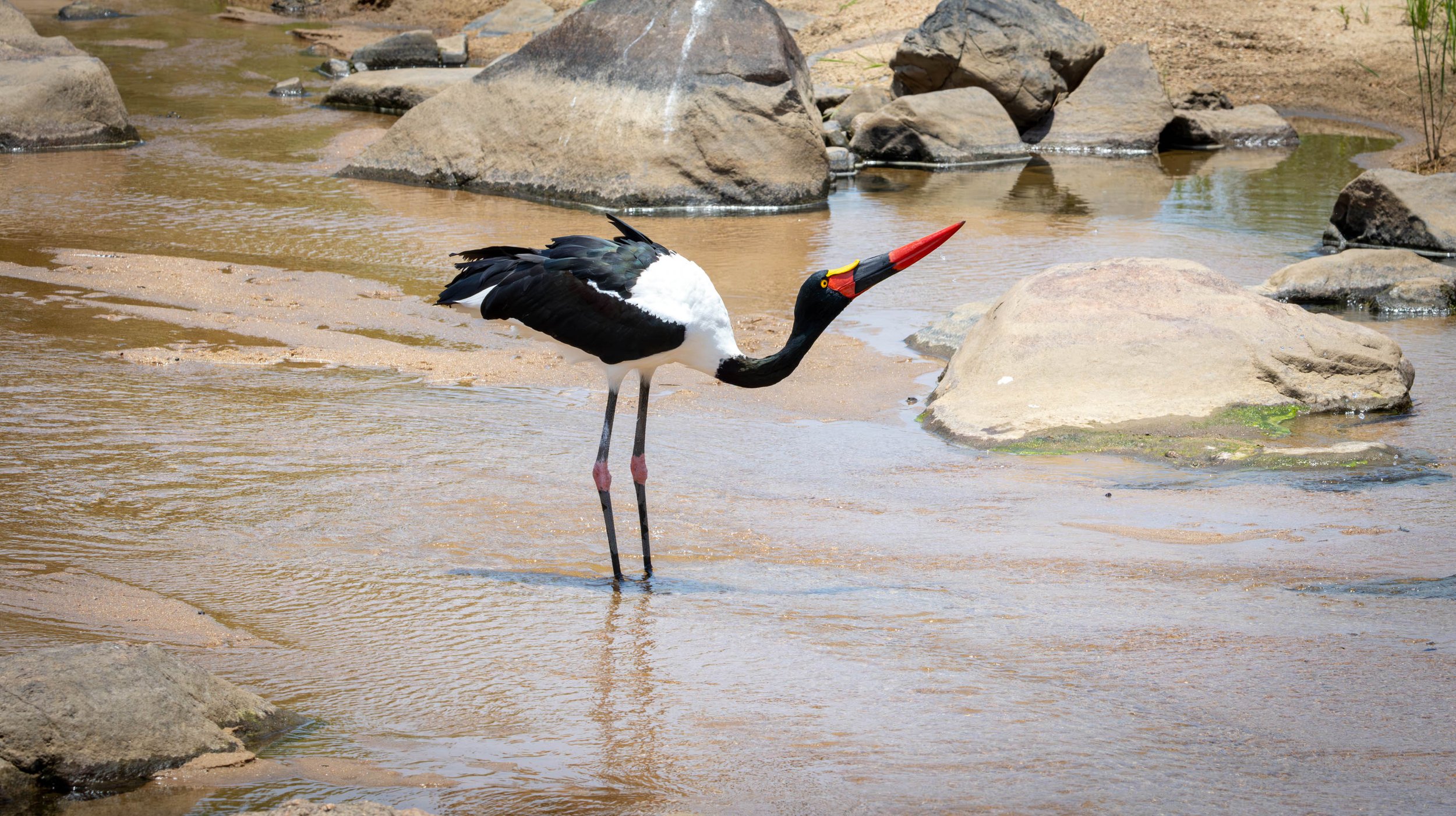 Saddle-billed Stork,  Kruger National Park