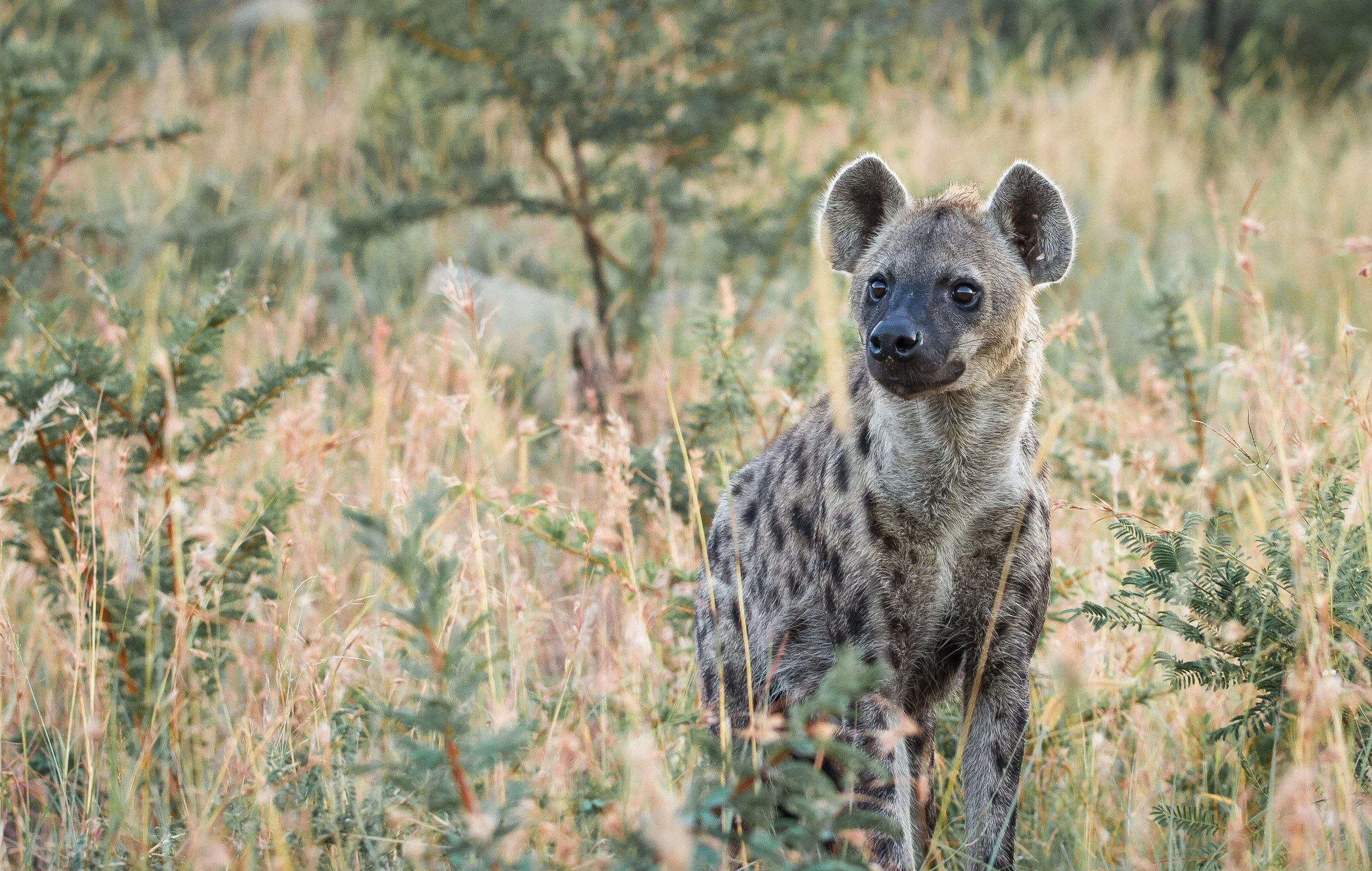 Predators | Hyena