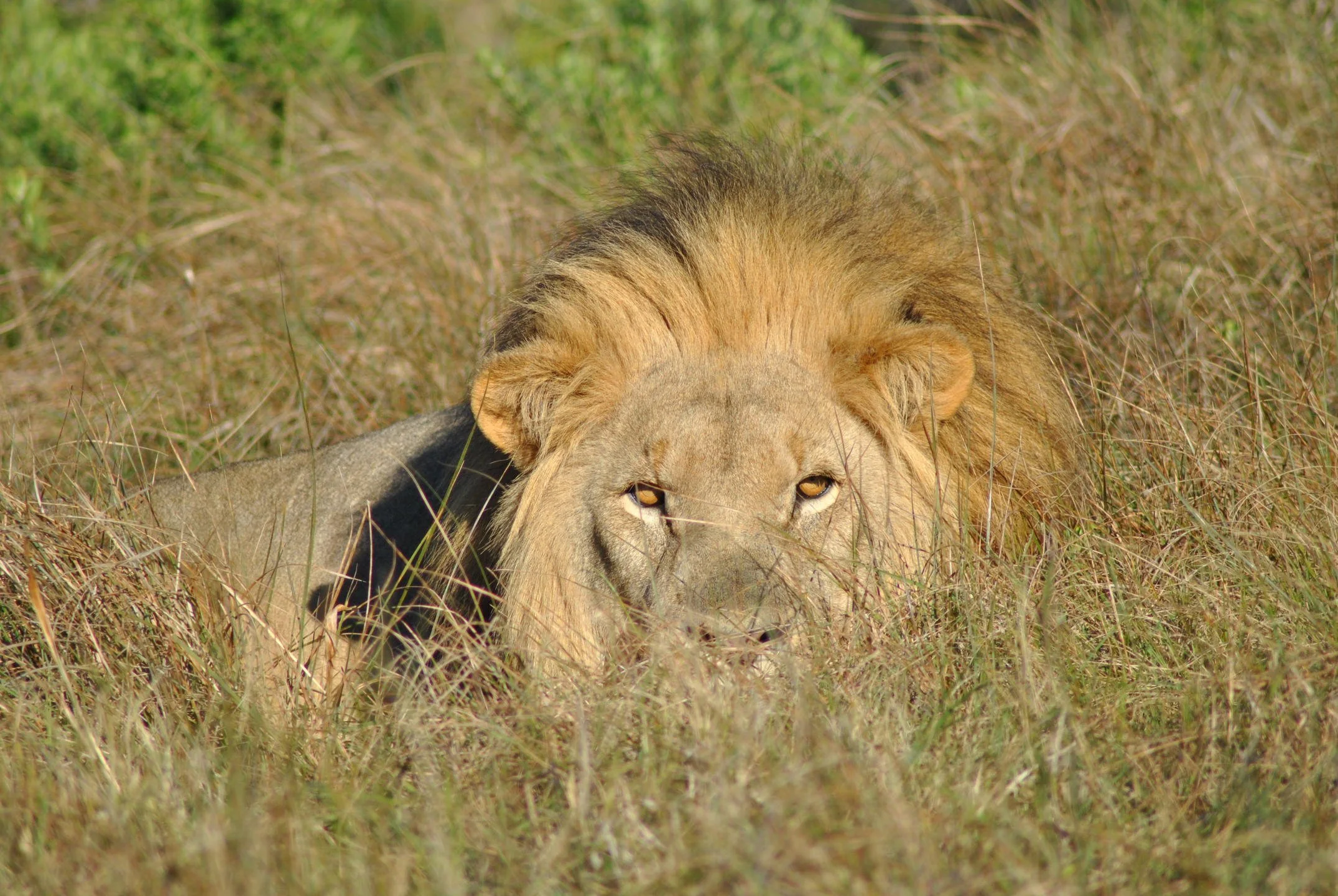 Activities Big 5 game drives_5.jpg