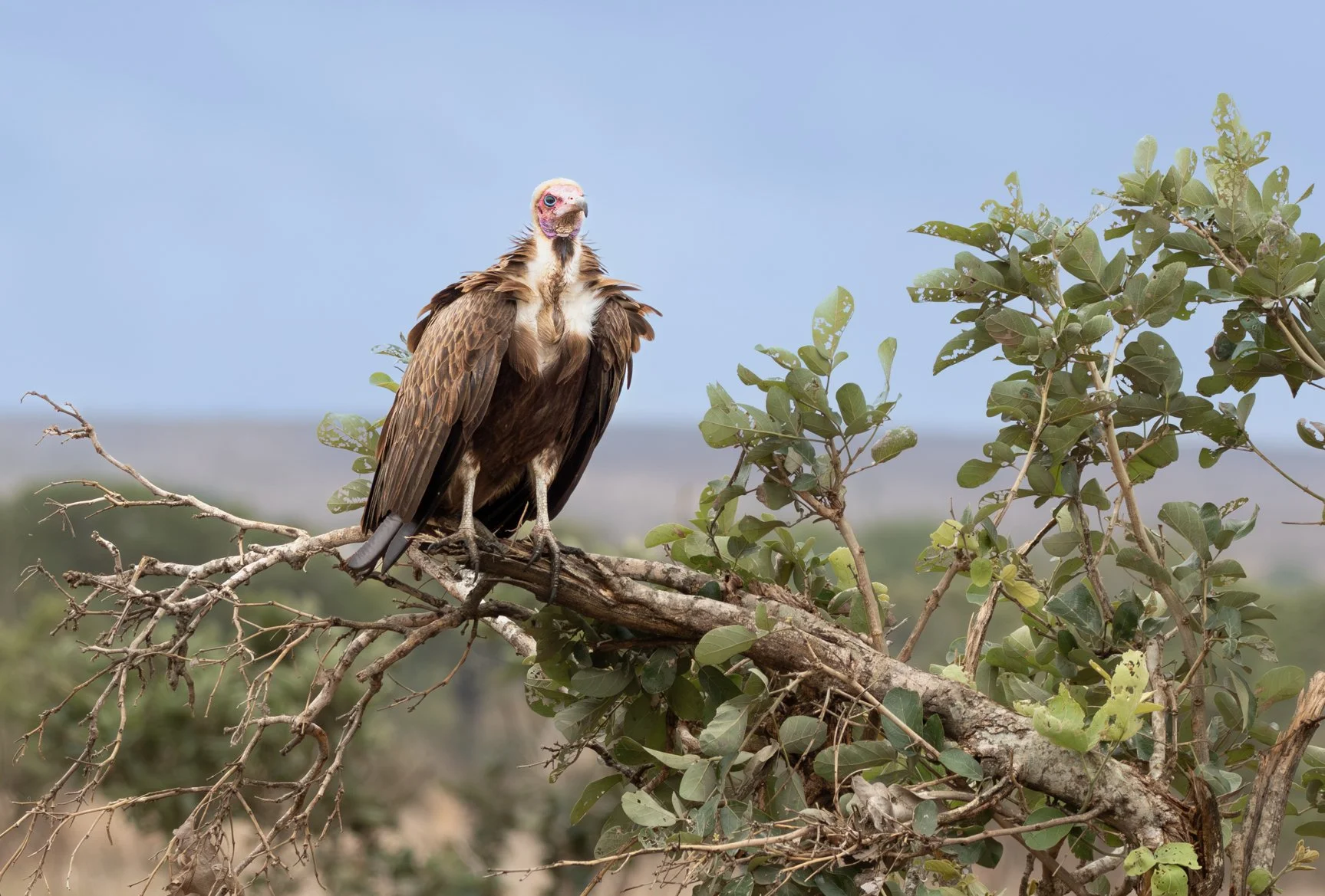 Hooded Vulture, Kruger National Park