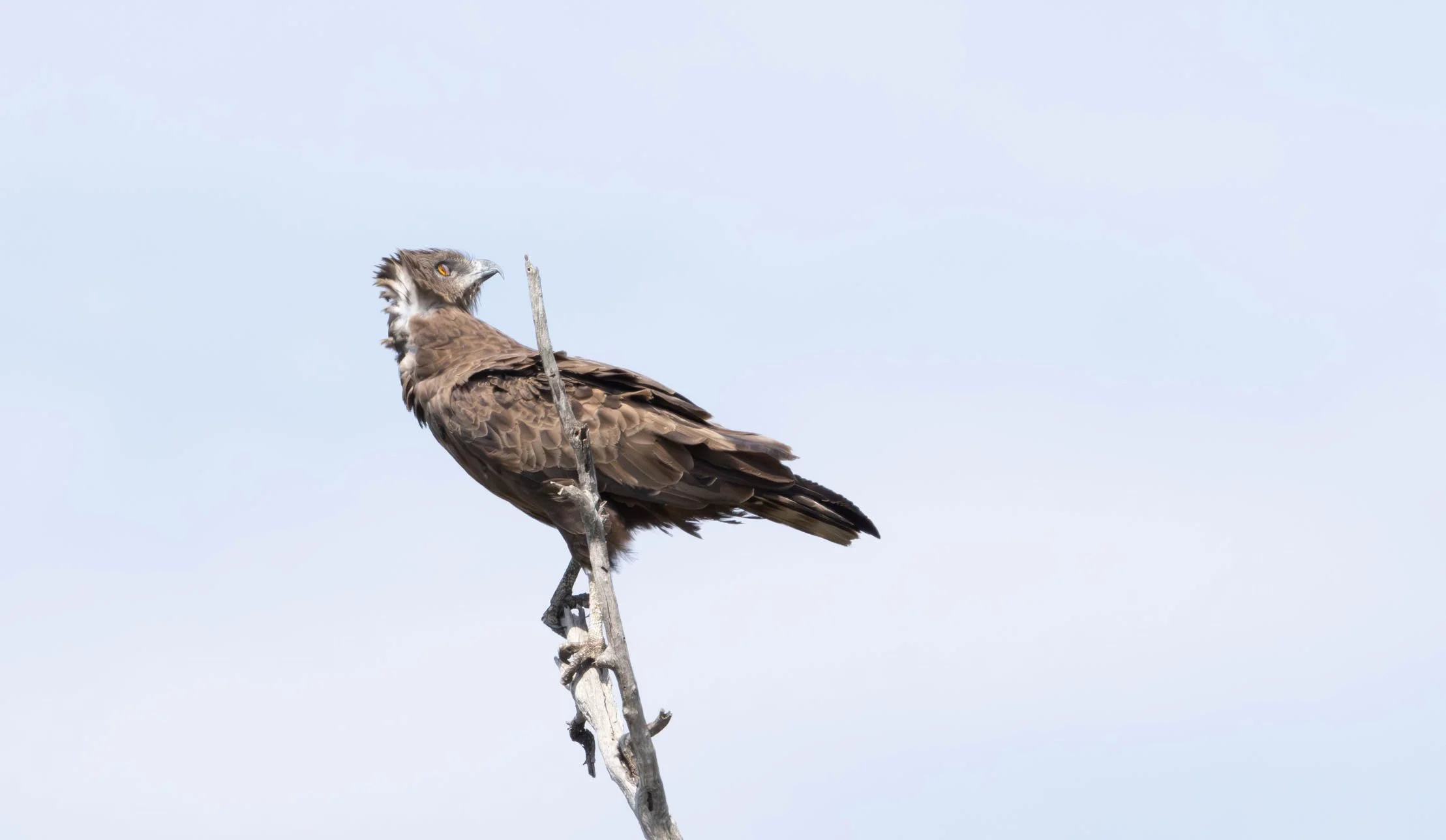 Brown Snake Eagle, Kruger National Park