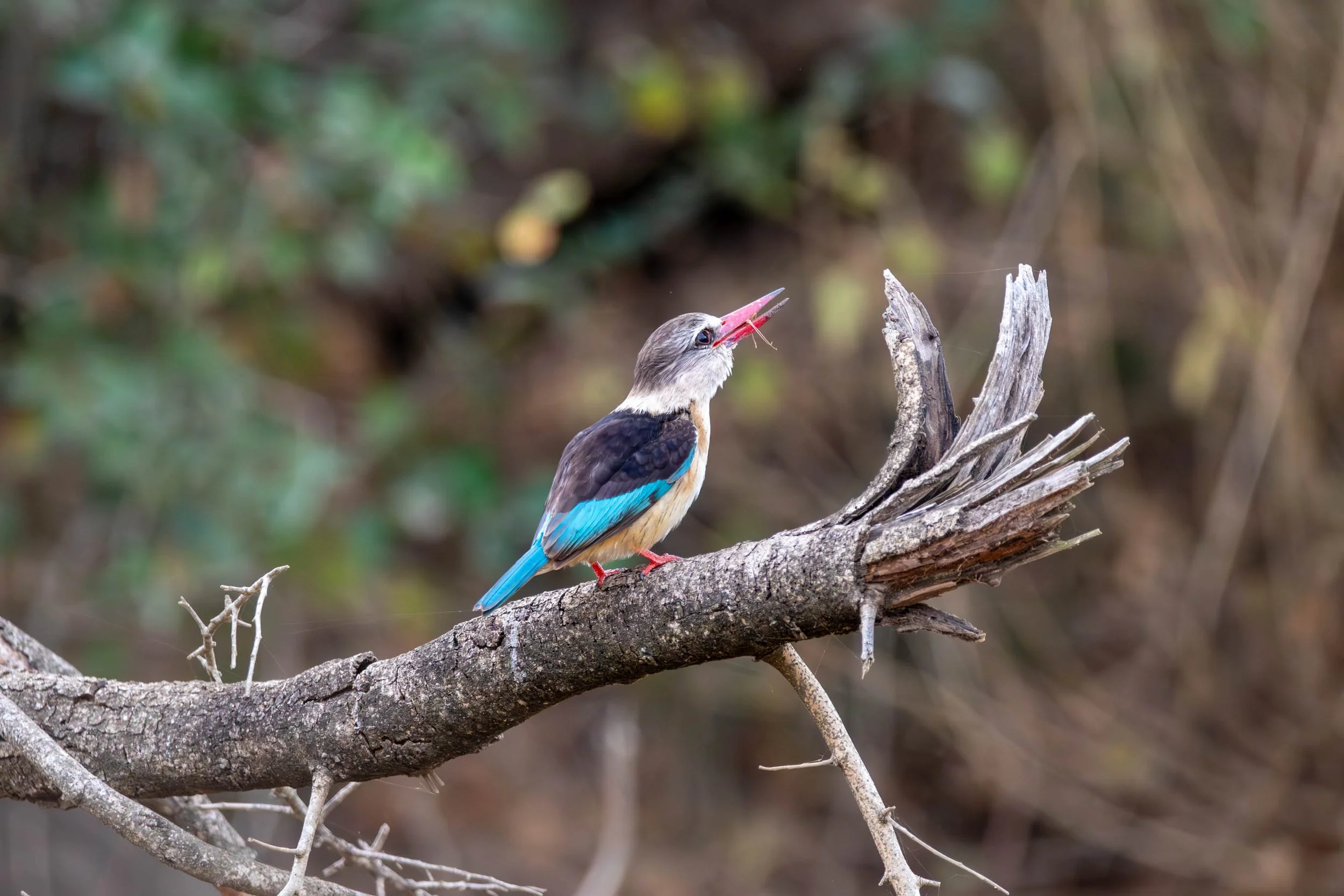 Brown-Hooded Kingfisher, Kruger National Park