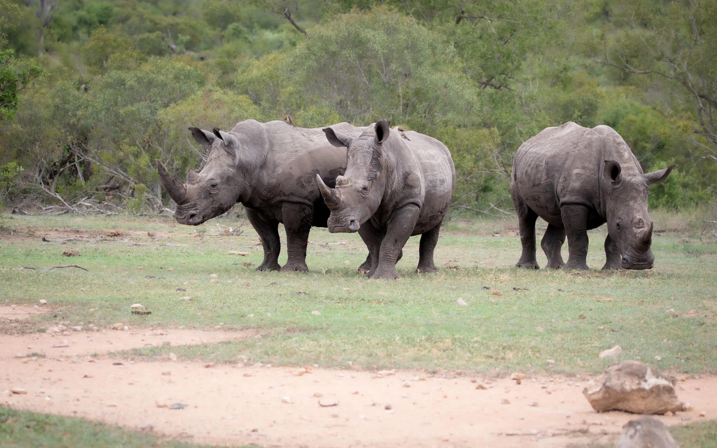White Rhino