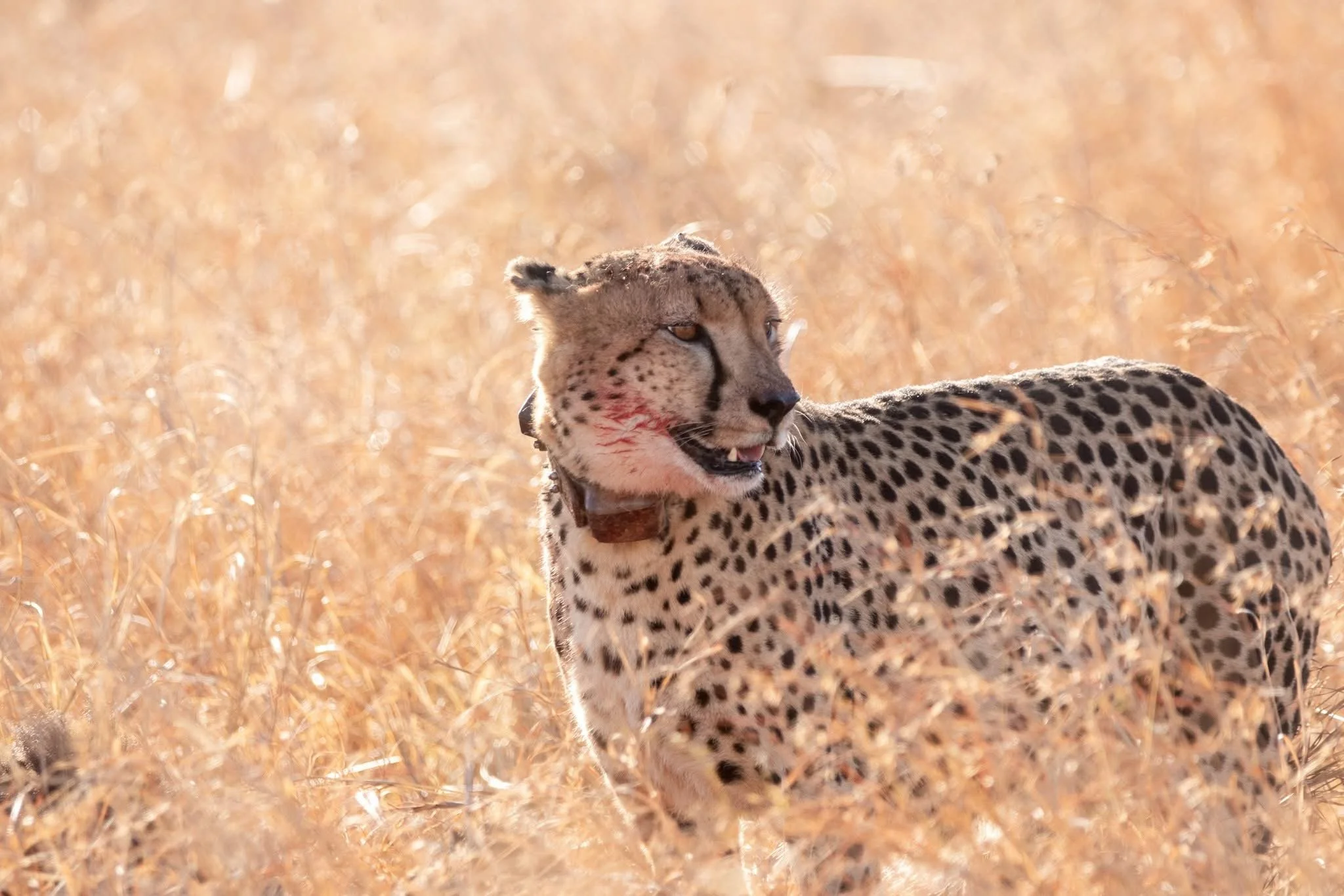 Cheetah_6.JPG