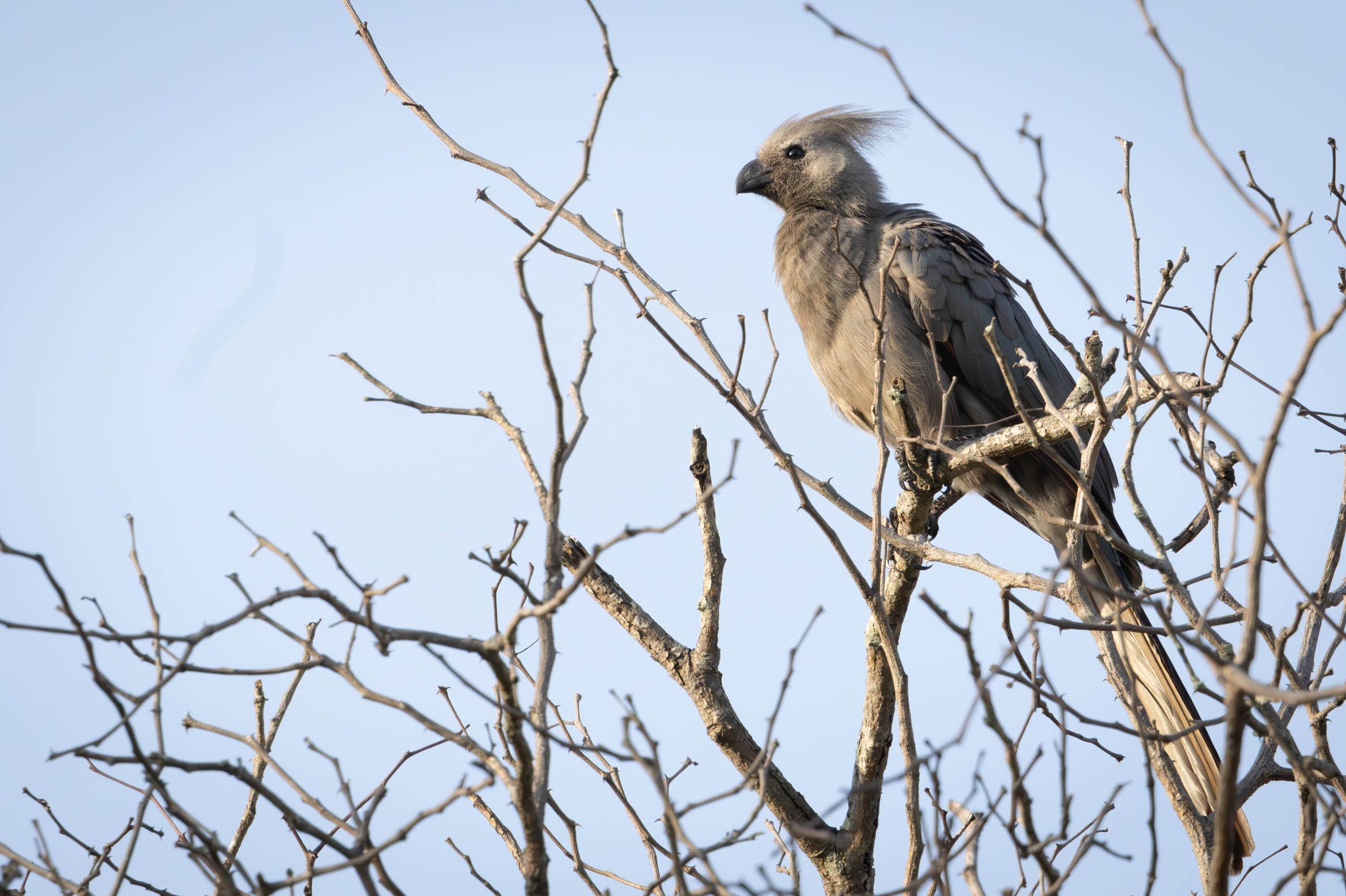 Grey go-away-Bird (also known as a Grey Lourie)