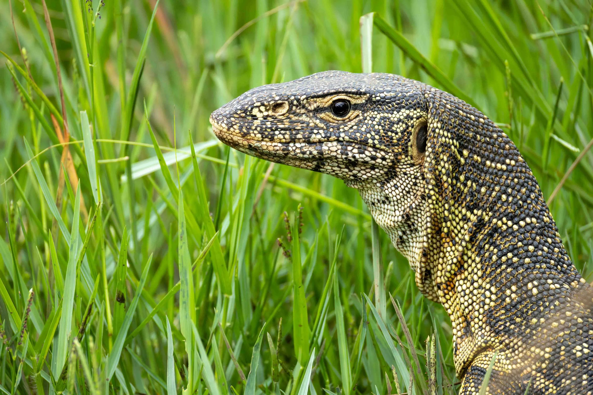 Nile Monitor, Hluhluwe Imfolozi Game Reserve