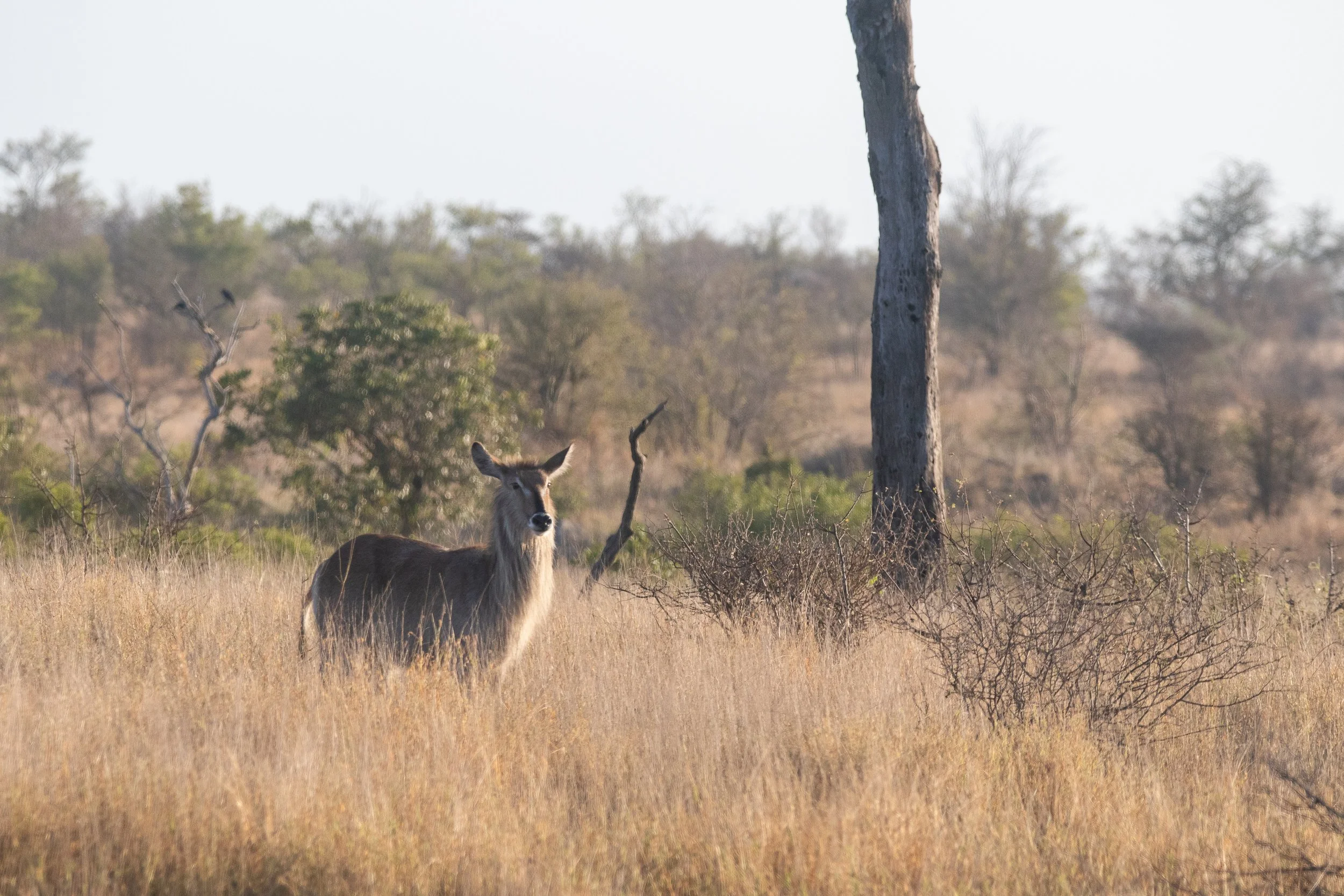 Waterbuck, Hluhluwe Imfolozi Game Reserve