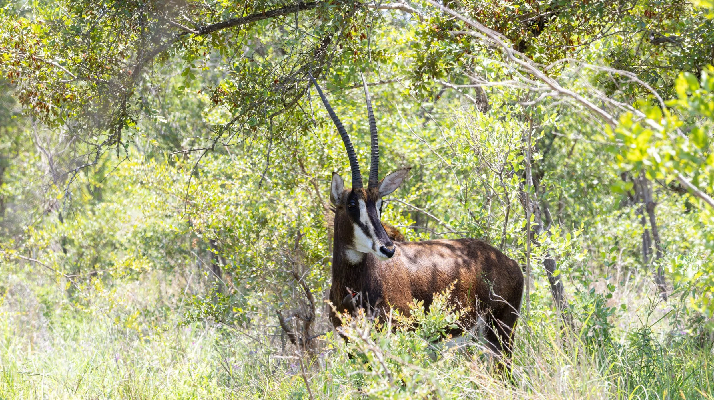 Sable Antelope, Kruger National Park