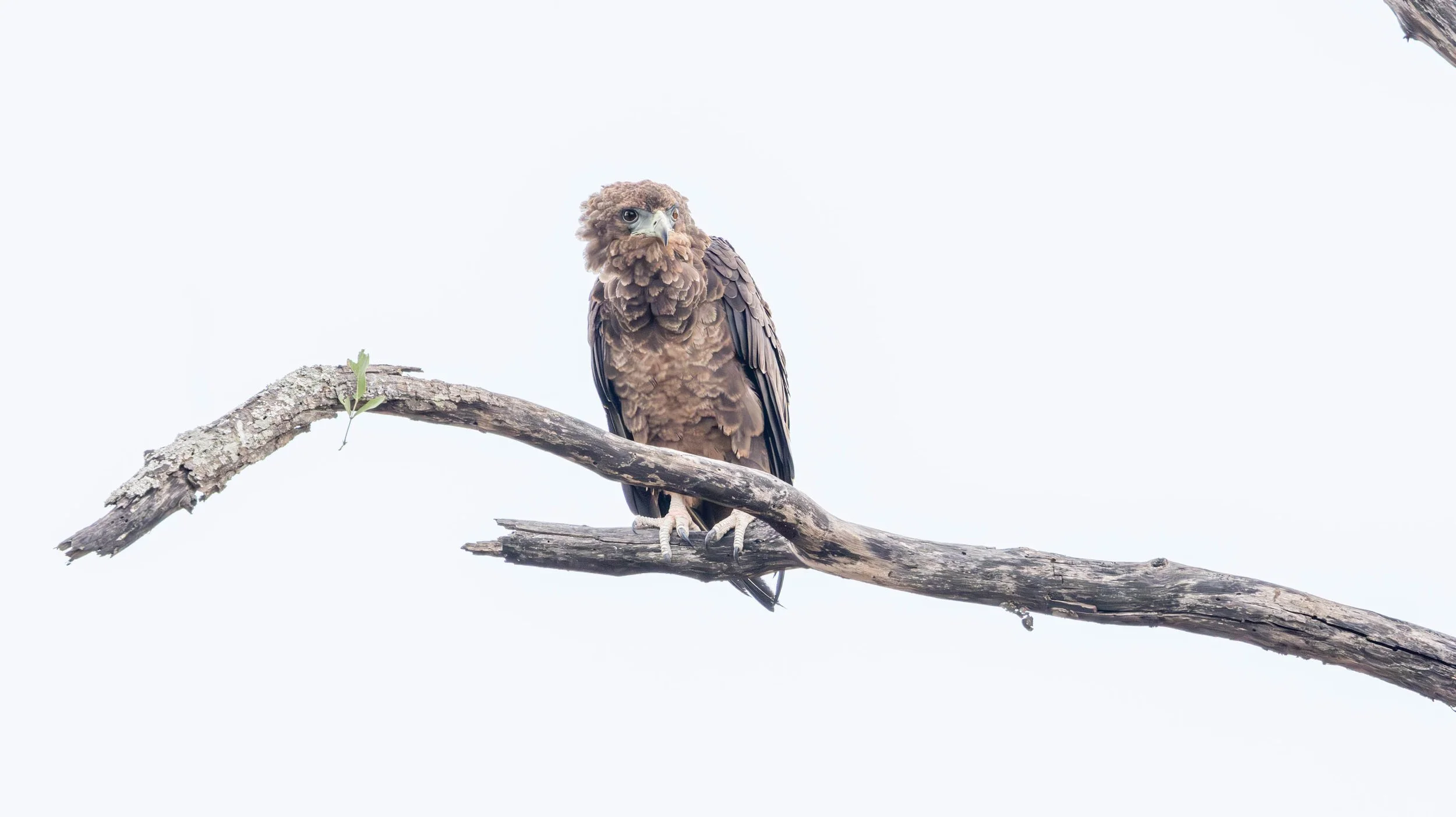 Juvenile Bateleur Eagle, Kruger National Park