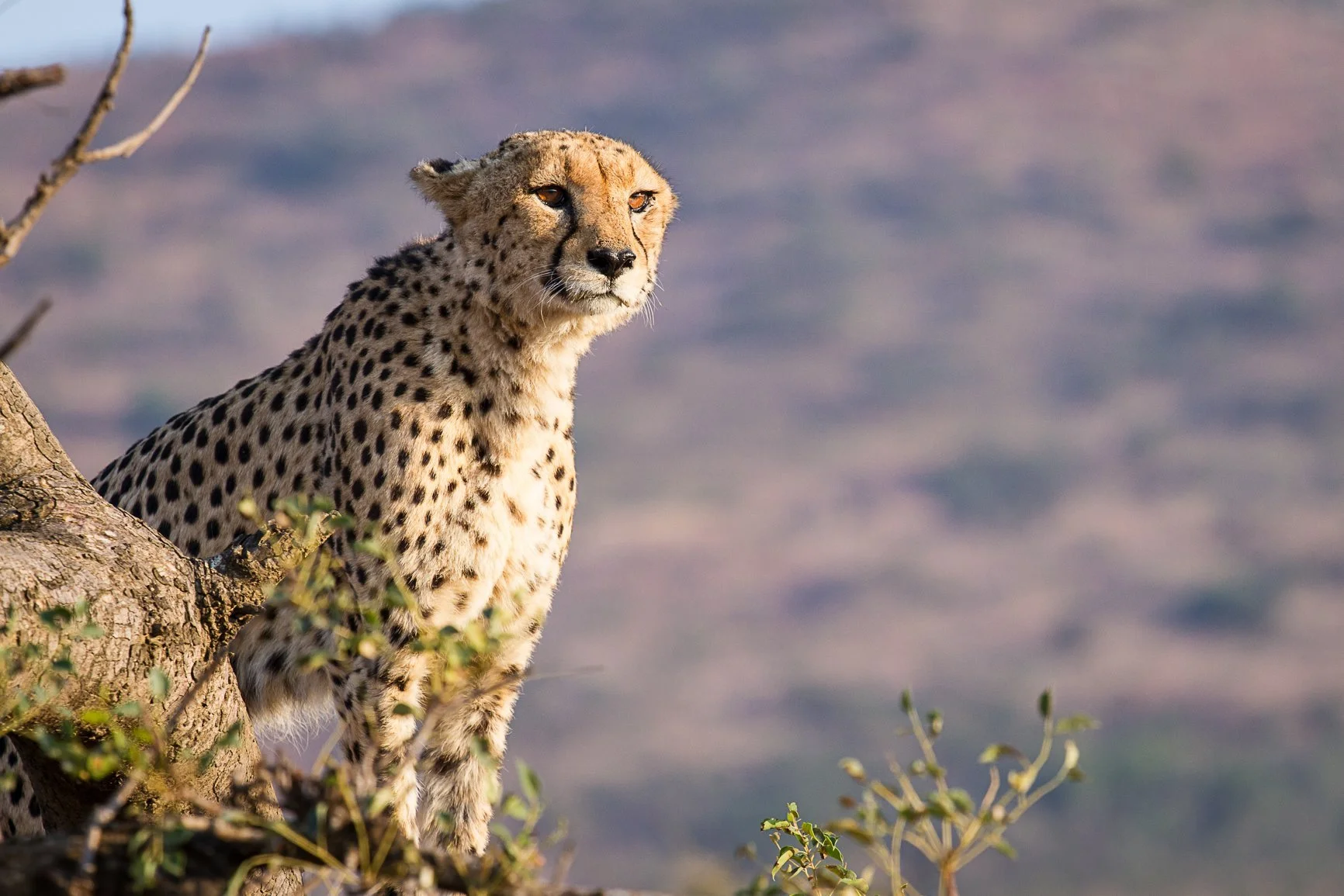 Cheetah_1.jpg