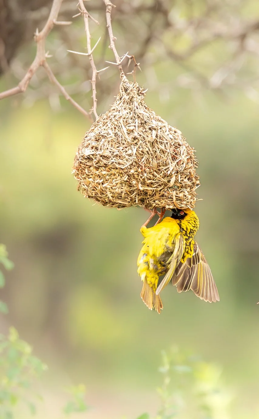 Southern Masked Weaver, Phinda Private Game Reserve