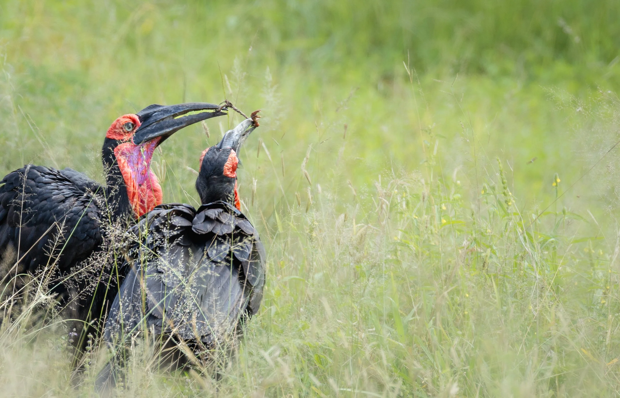 Southern Ground Hornbill, Kruger National Park