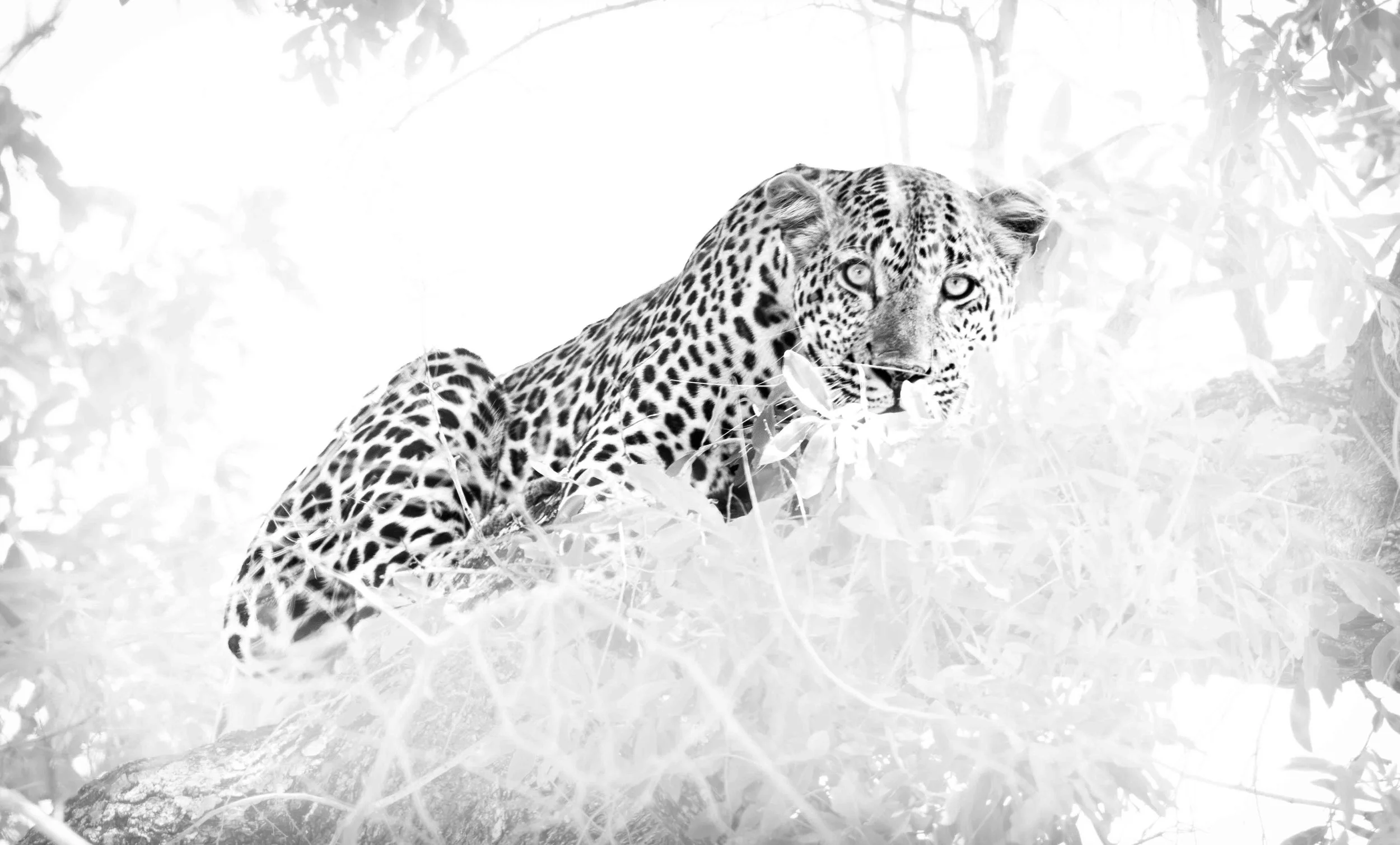 Leopard, Kruger National Park
