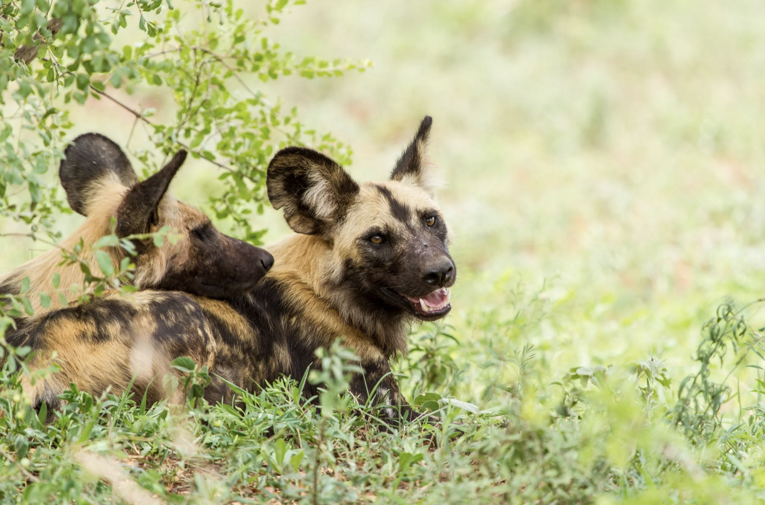 Predators | African Wild Dog