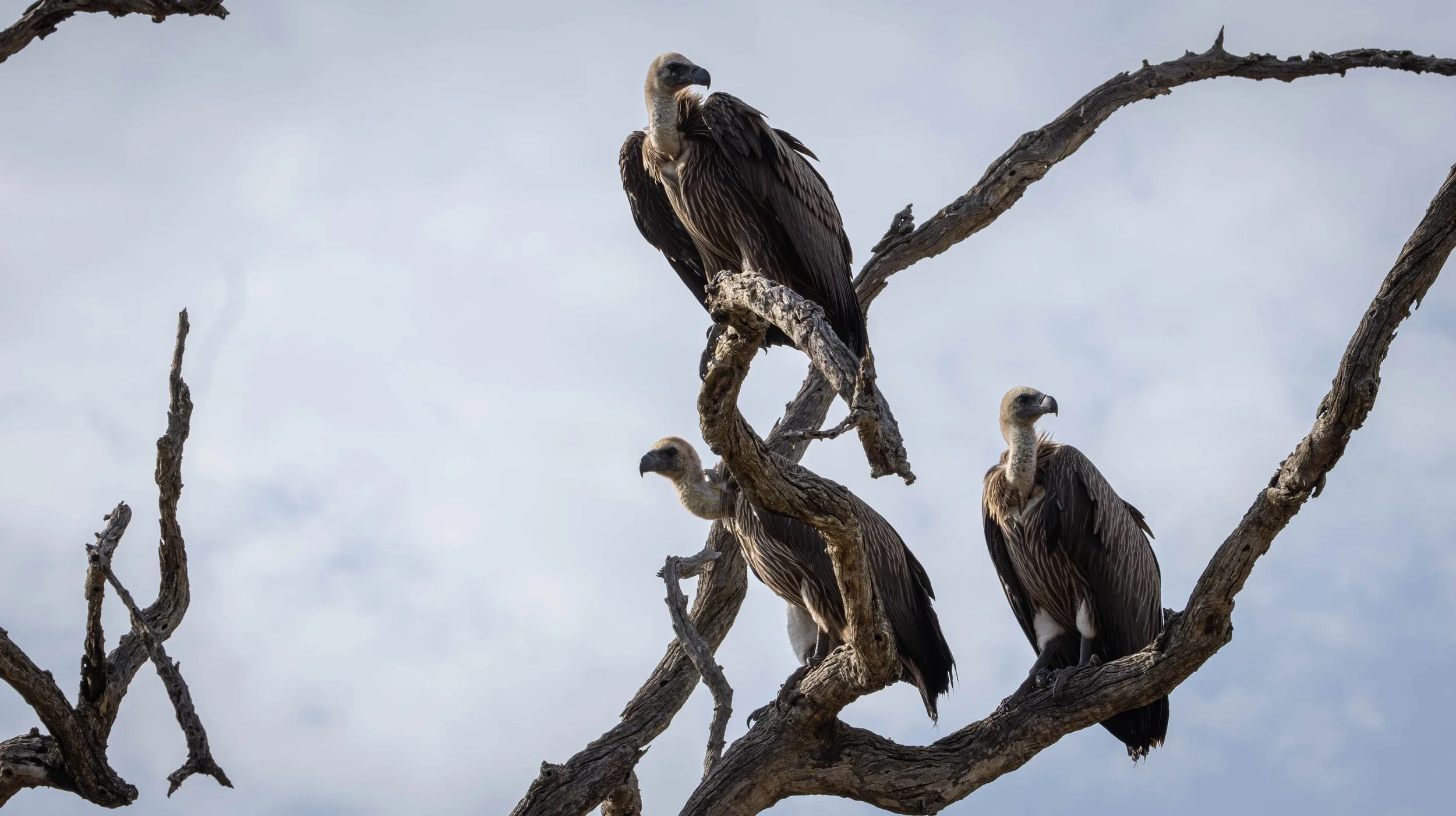 African White-backed Vultures, Kruger National Park