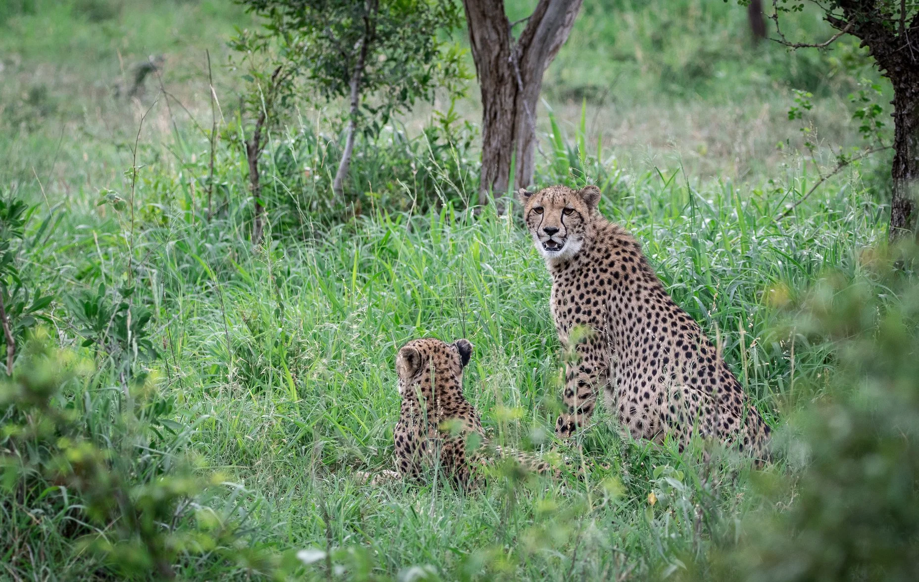 Cheetah_2.jpg