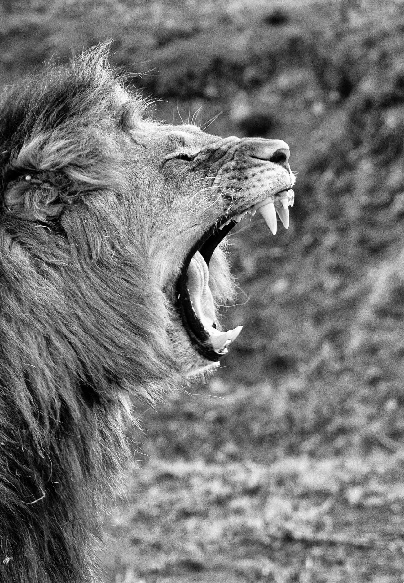 Male Lion, Nambiti Private Game Reserve