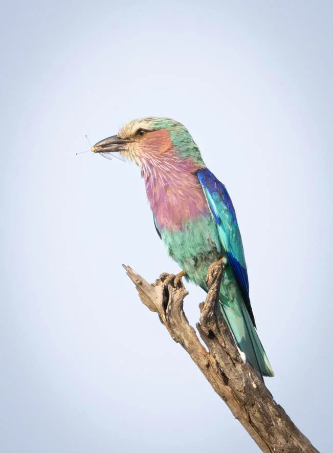 Lilac-Breasted Roller, Kruger National Park