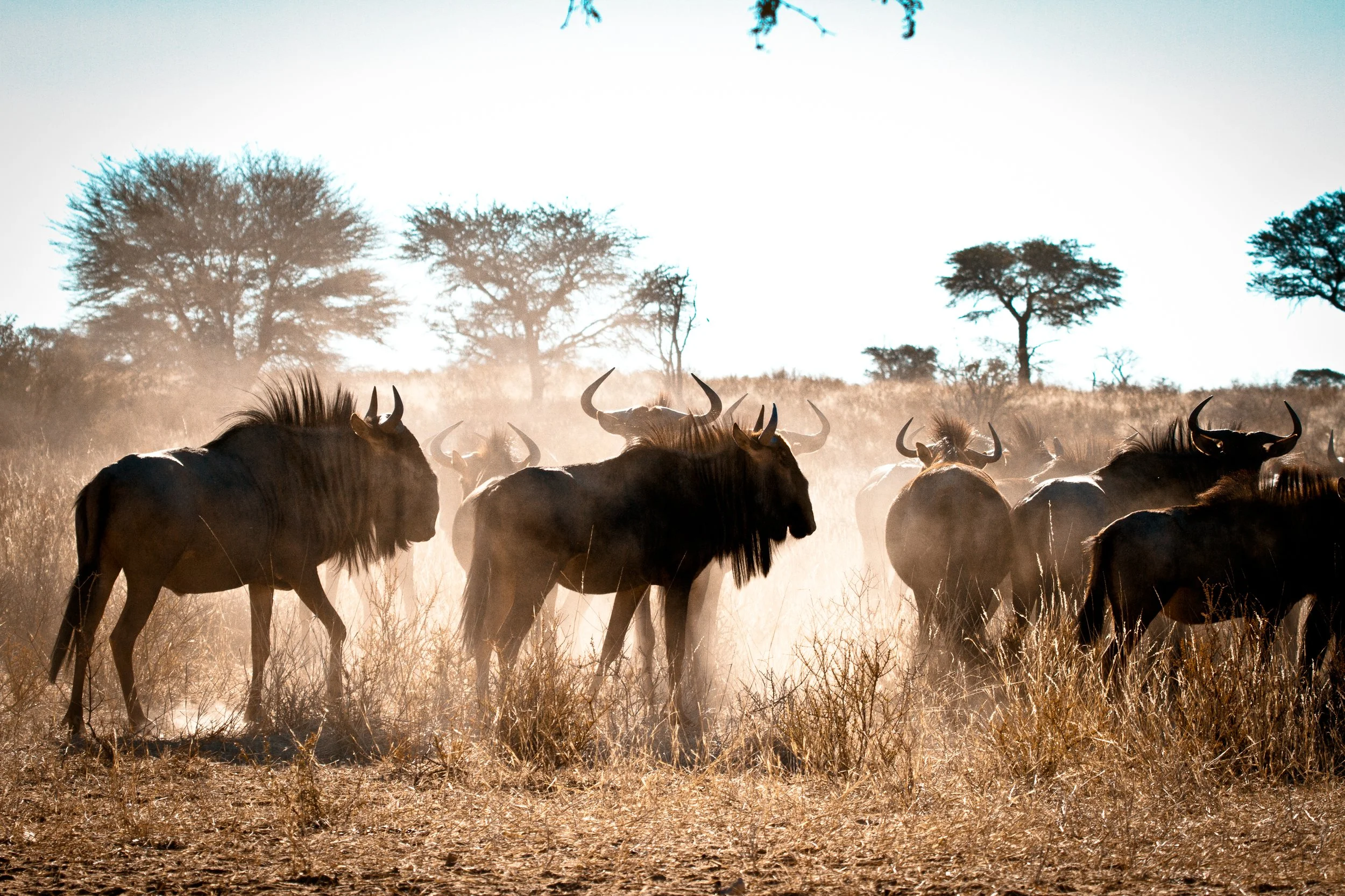 Wildebeest, Nambiti Private Game Reserve
