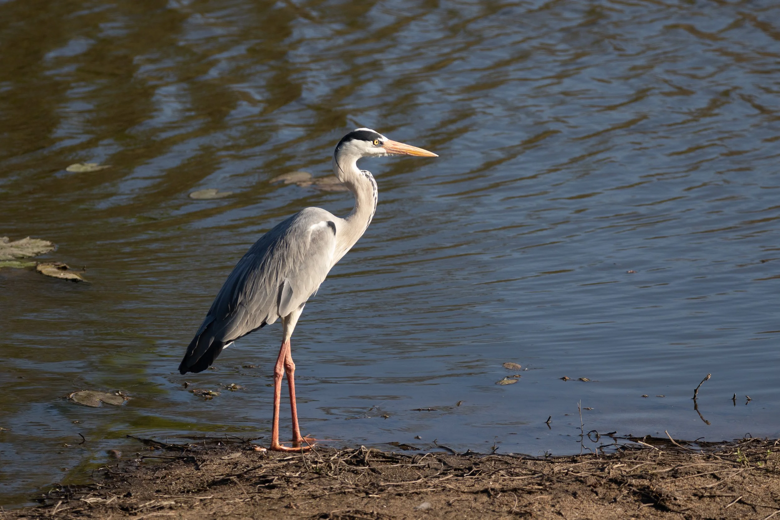 Grey Heron, Kruger National Park