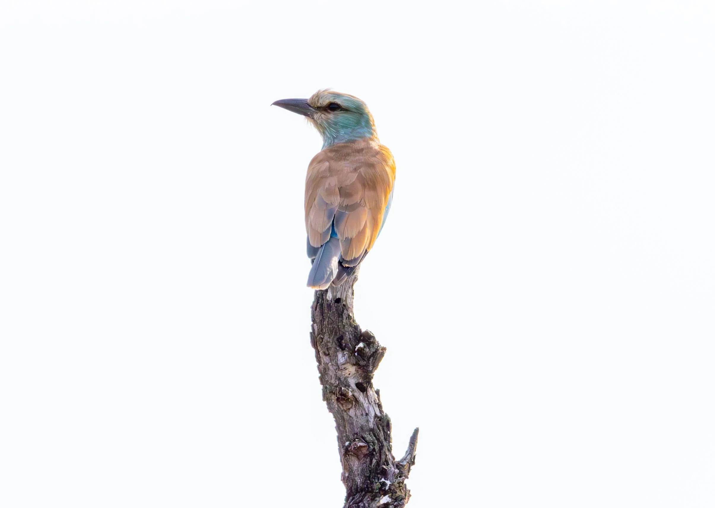European Roller, Kruger National Park