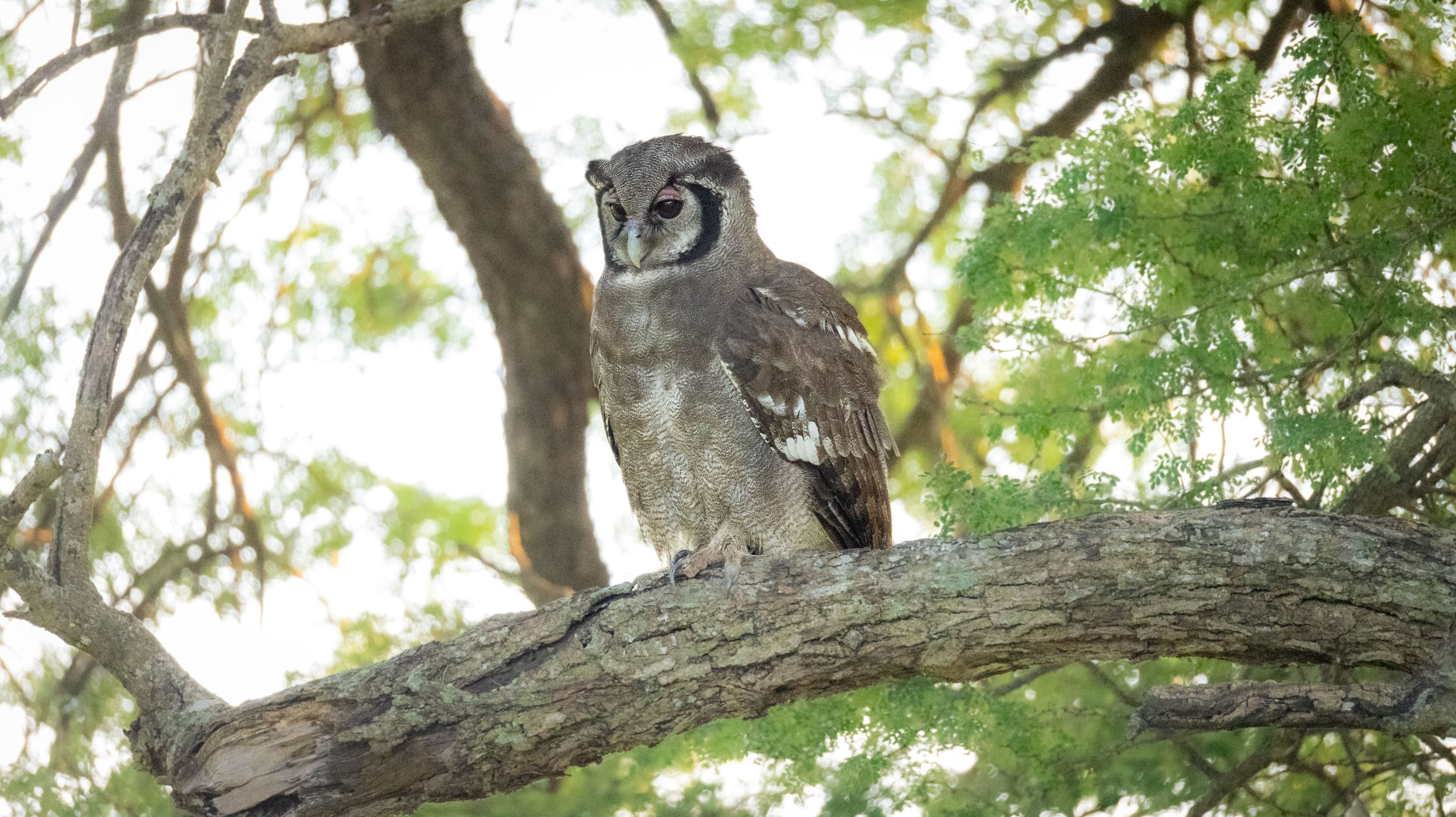 Verreaux's Eagle-Owl, Kruger National Park