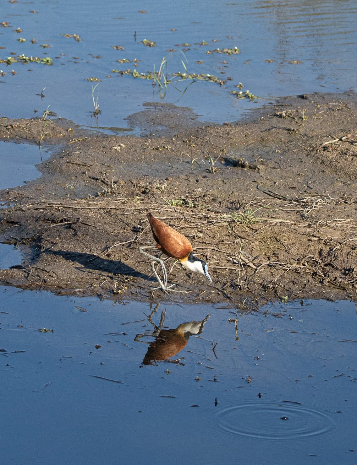 African Jacana, Kruger National Park