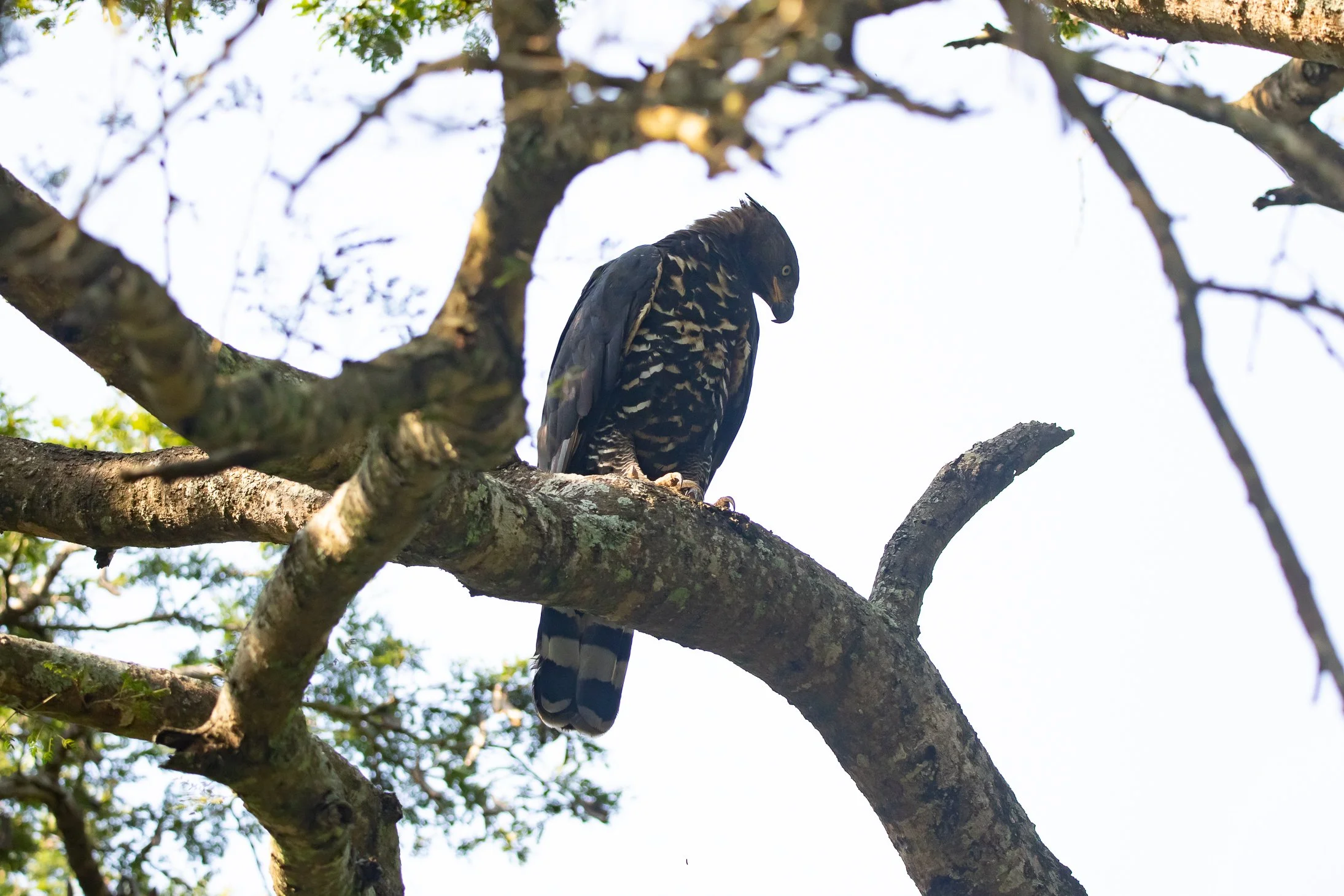 African Crowned Eagle, Kruger National Park