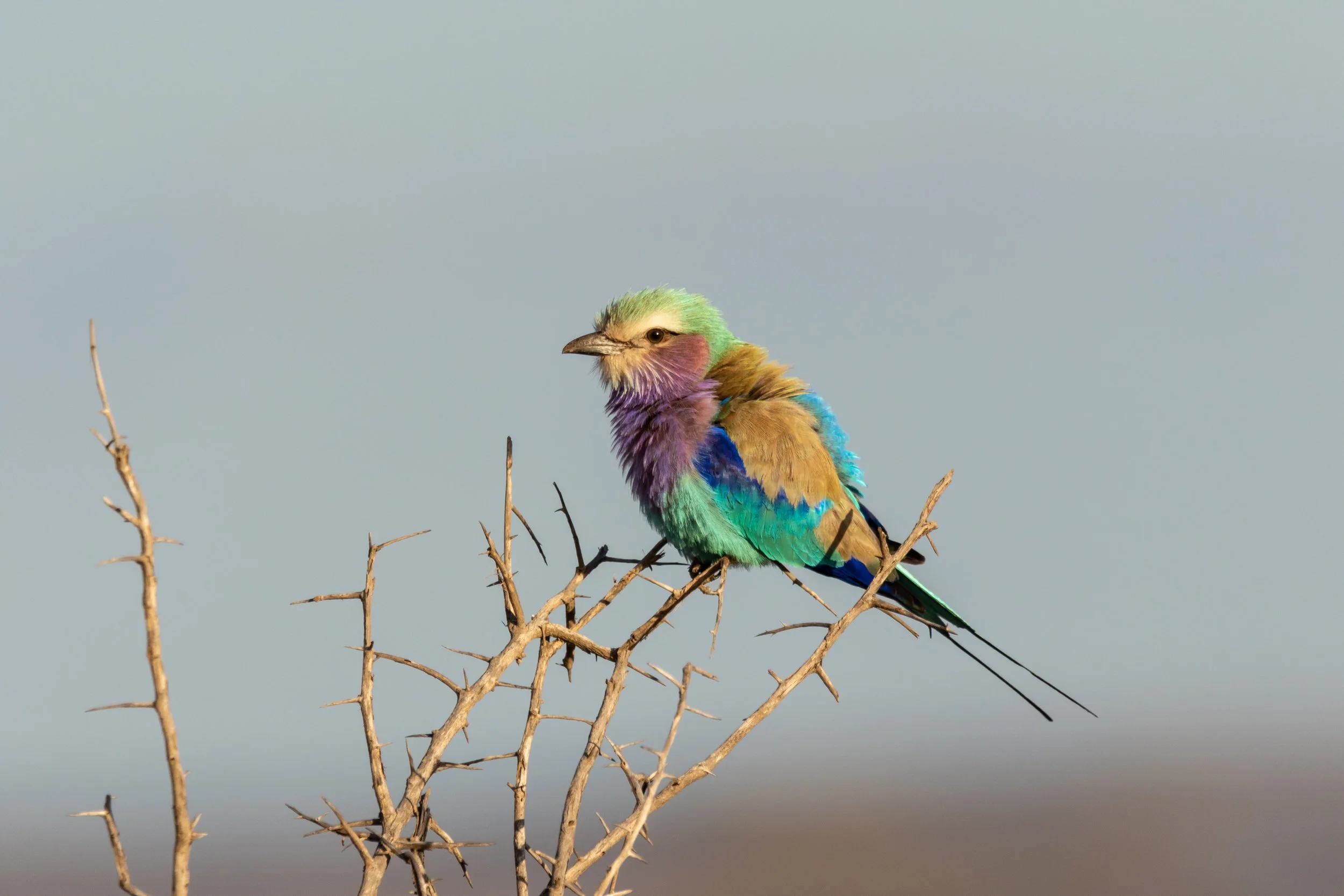 Lilac-Breasted Roller, Kruger National Park