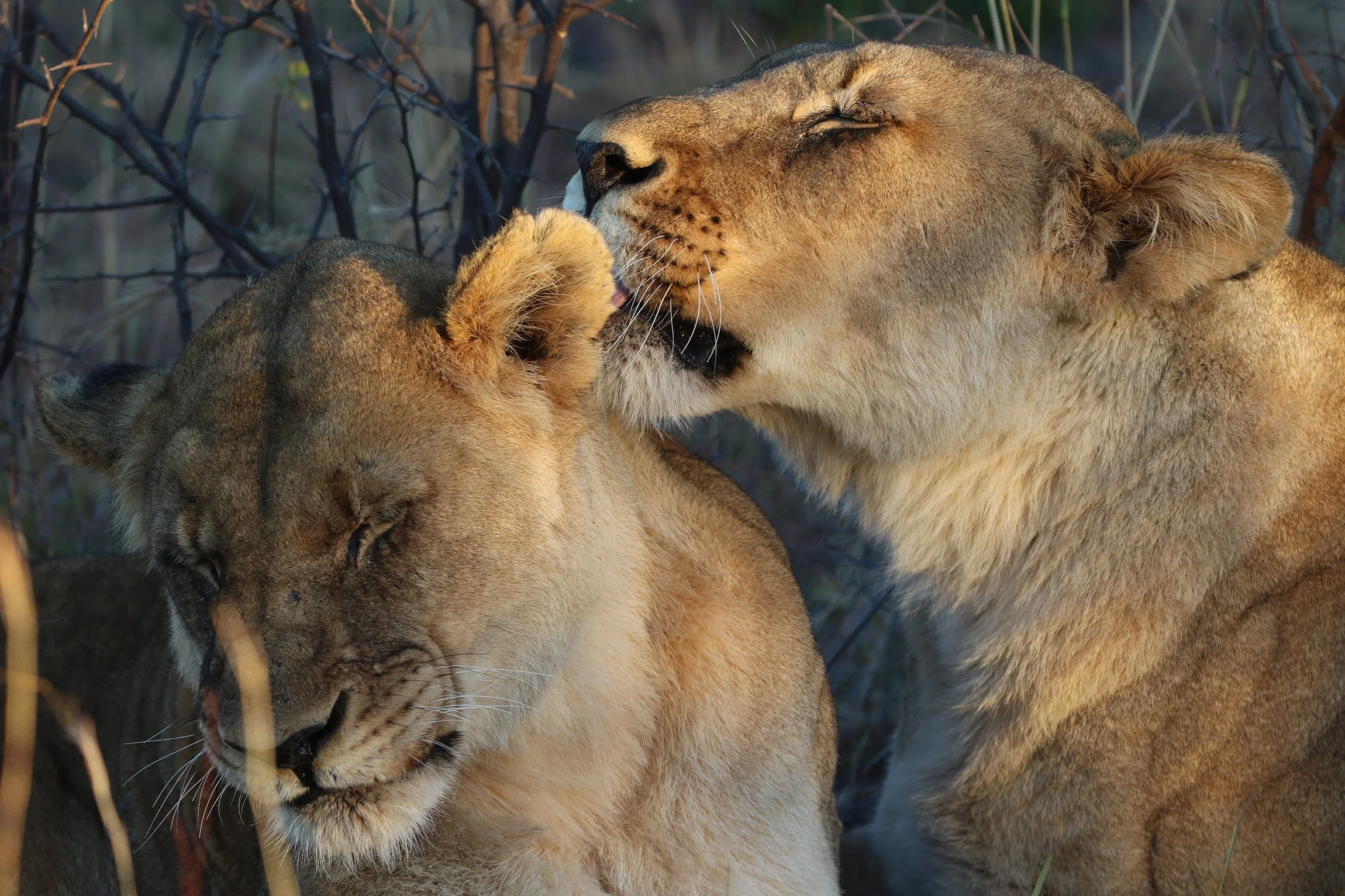 Safari-Plains-Mabula-Reserve-News-July-2025-037.jpg