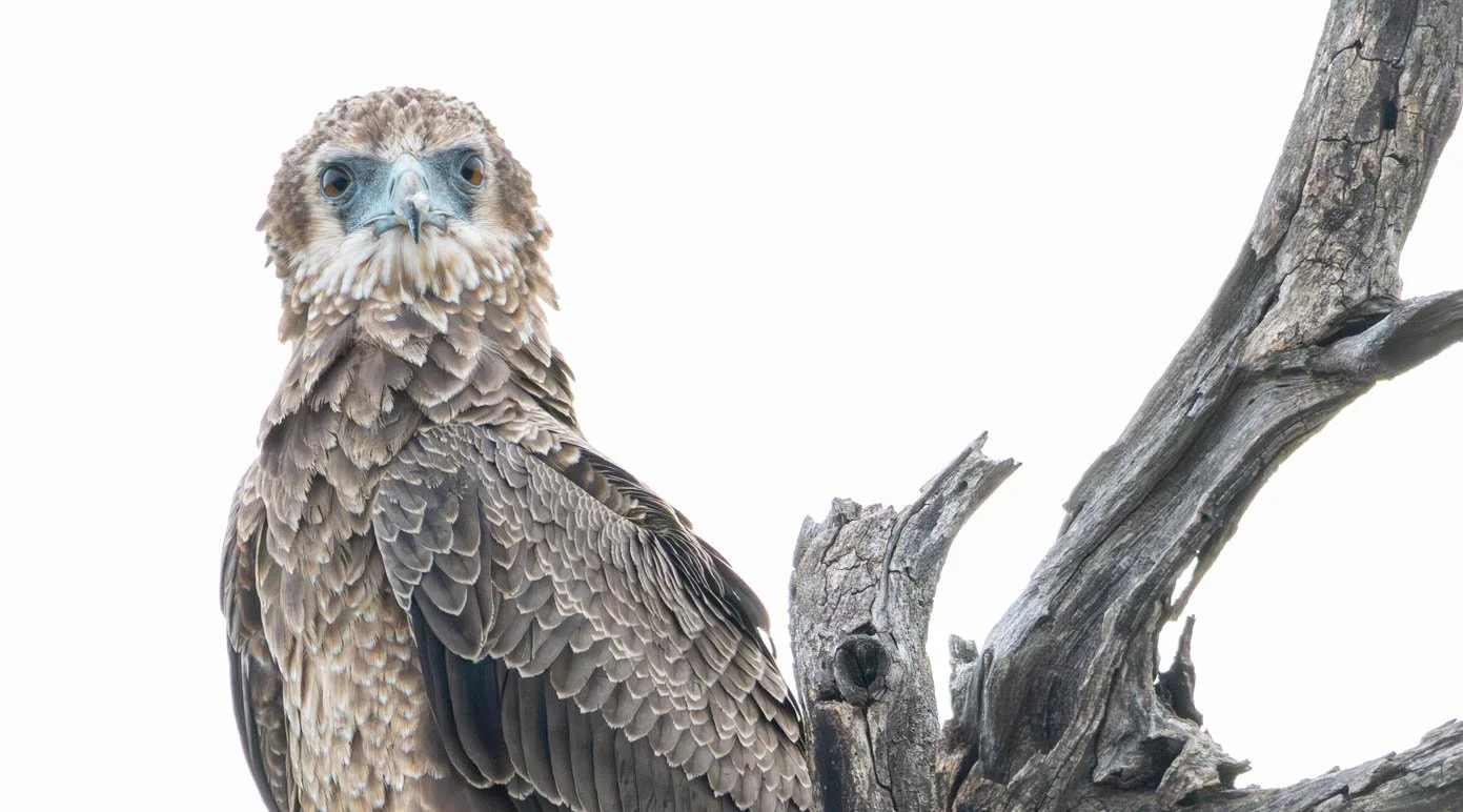 Juvenile Bateleur Eagle, Kruger National Park