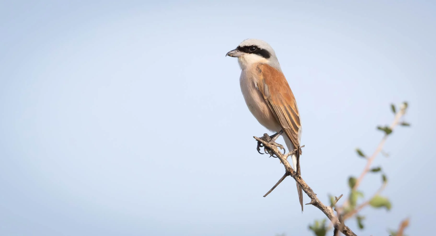 Red-backed Shrike, Kruger National Park