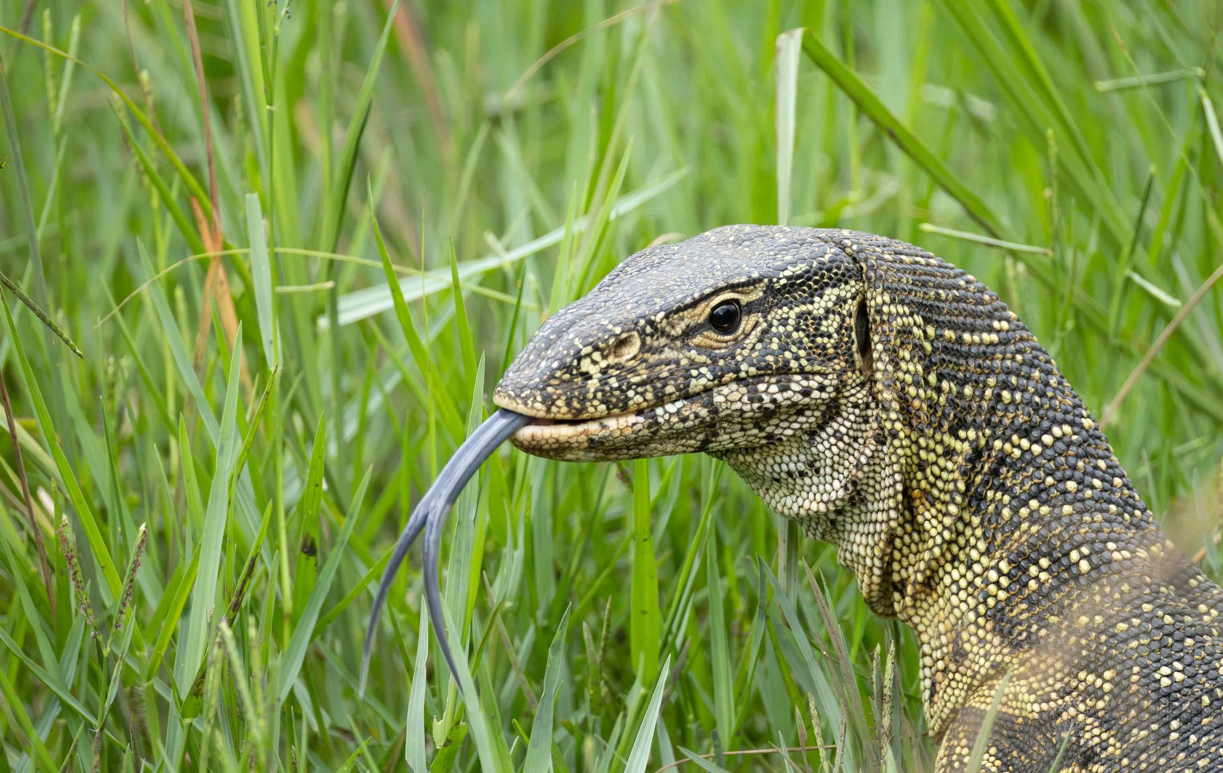 Nile Monitor, Hluhluwe Imfolozi Game Reserve
