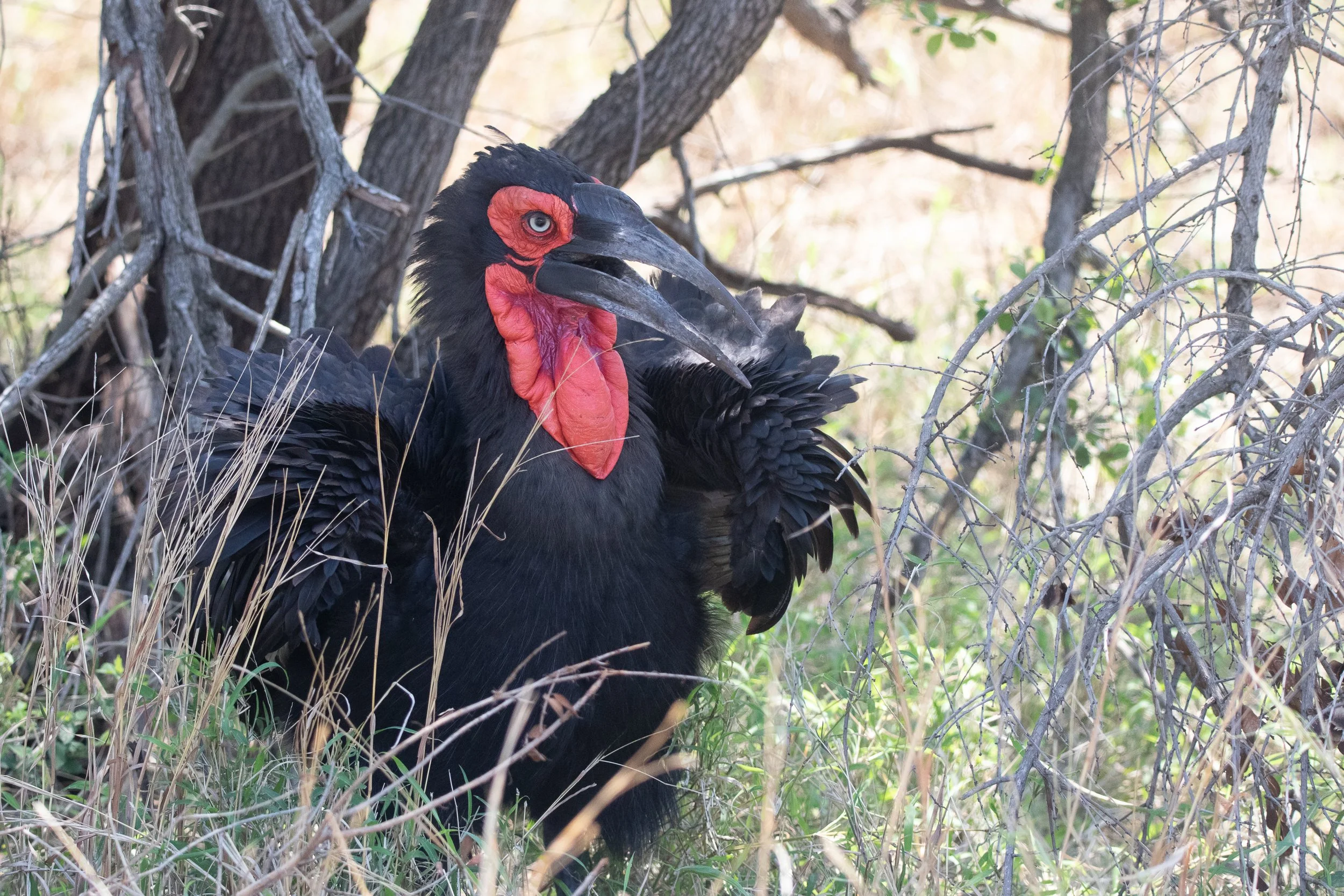 Southern Ground Hornbill, Kruger National Park
